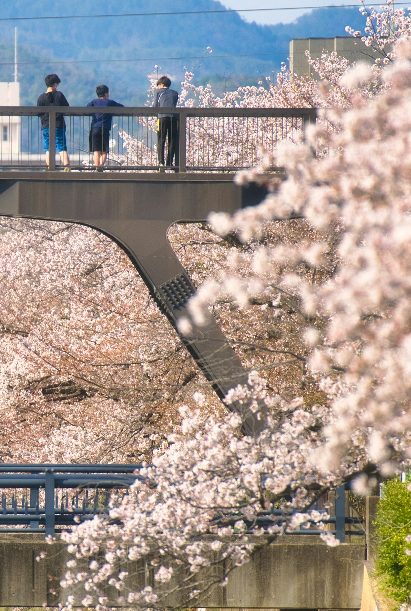 People along a riverside promenade lined with cherry blossoms on Tenjin River