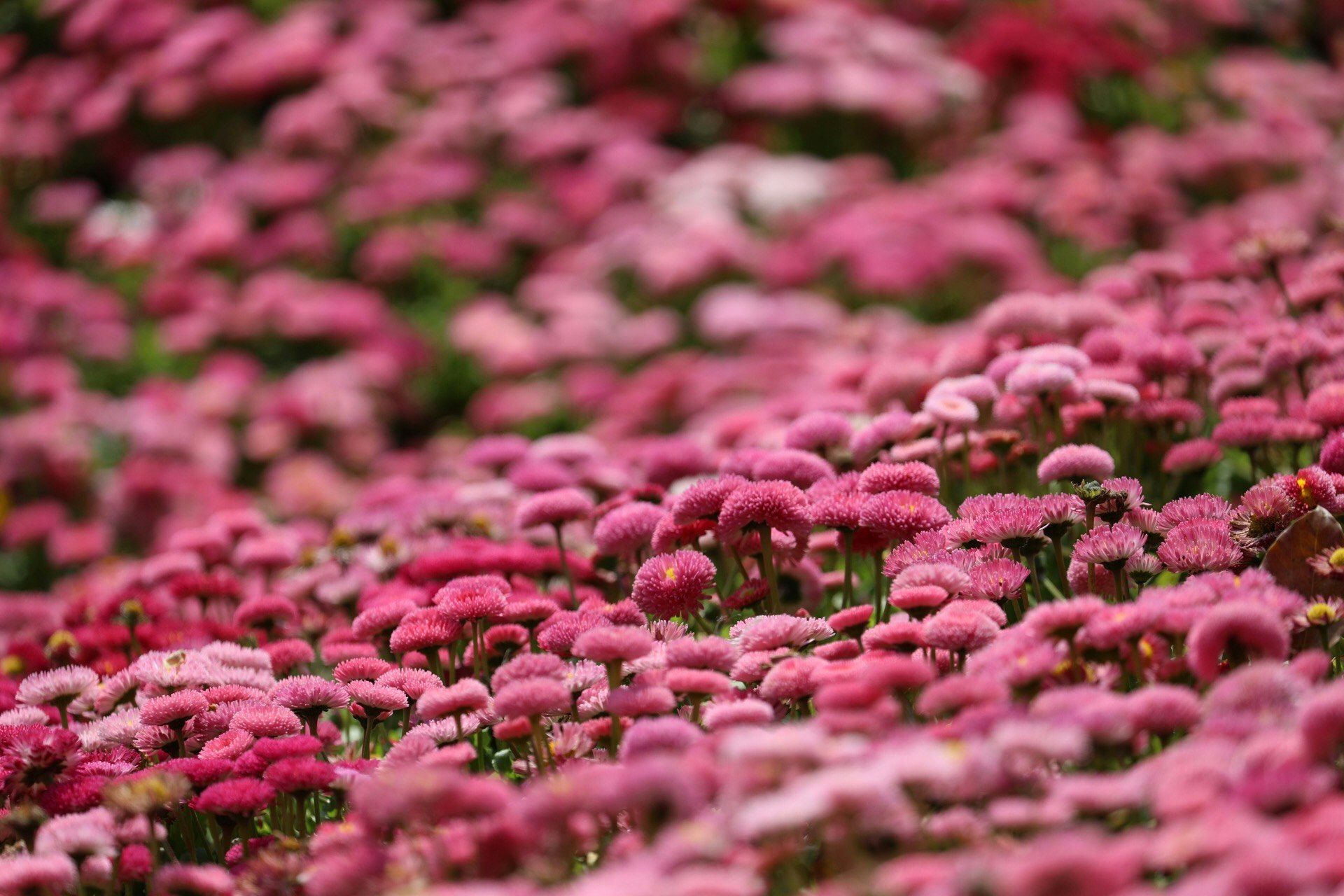 ピンクの花が敷き詰められた花畑の群生