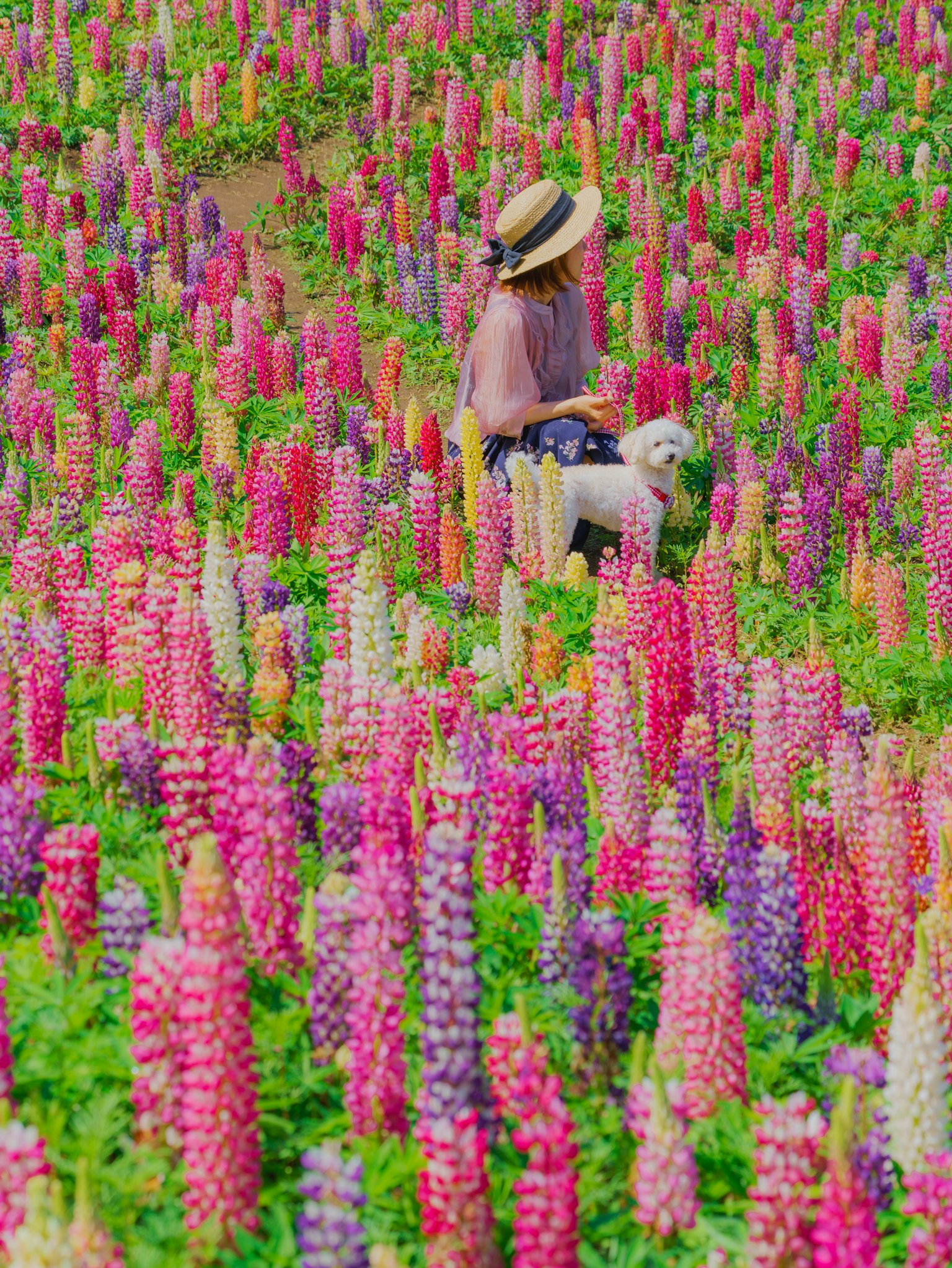 Una mujer con un perro en un campo de lupines coloridos