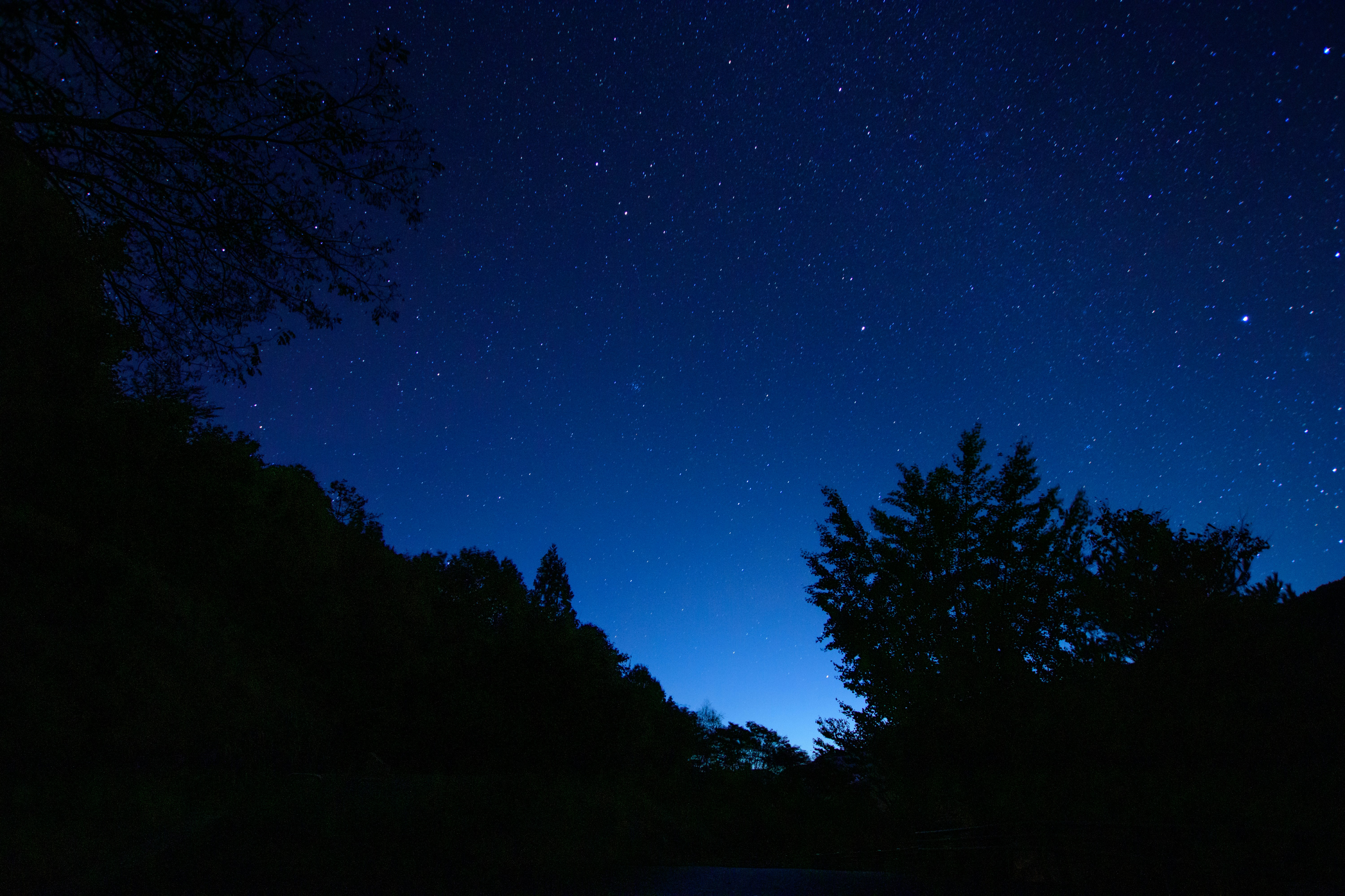 夜空に瞬く星と森のシルエット