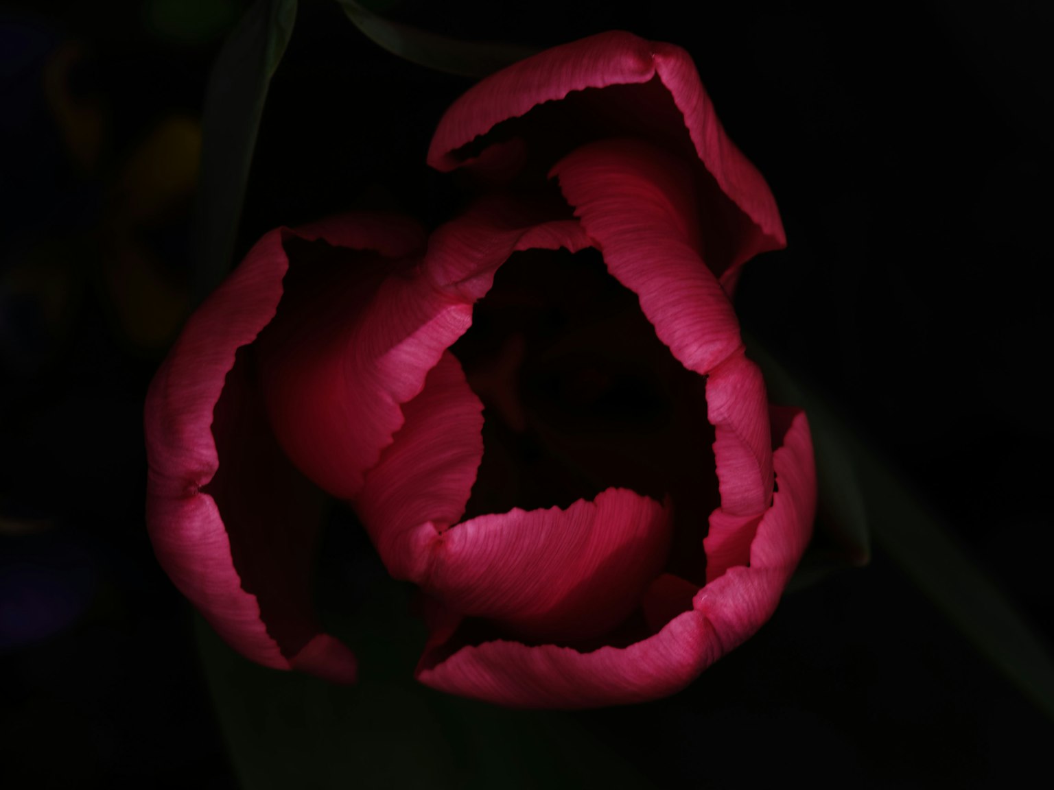 紅色鬱金香花在黑暗背景中顯現