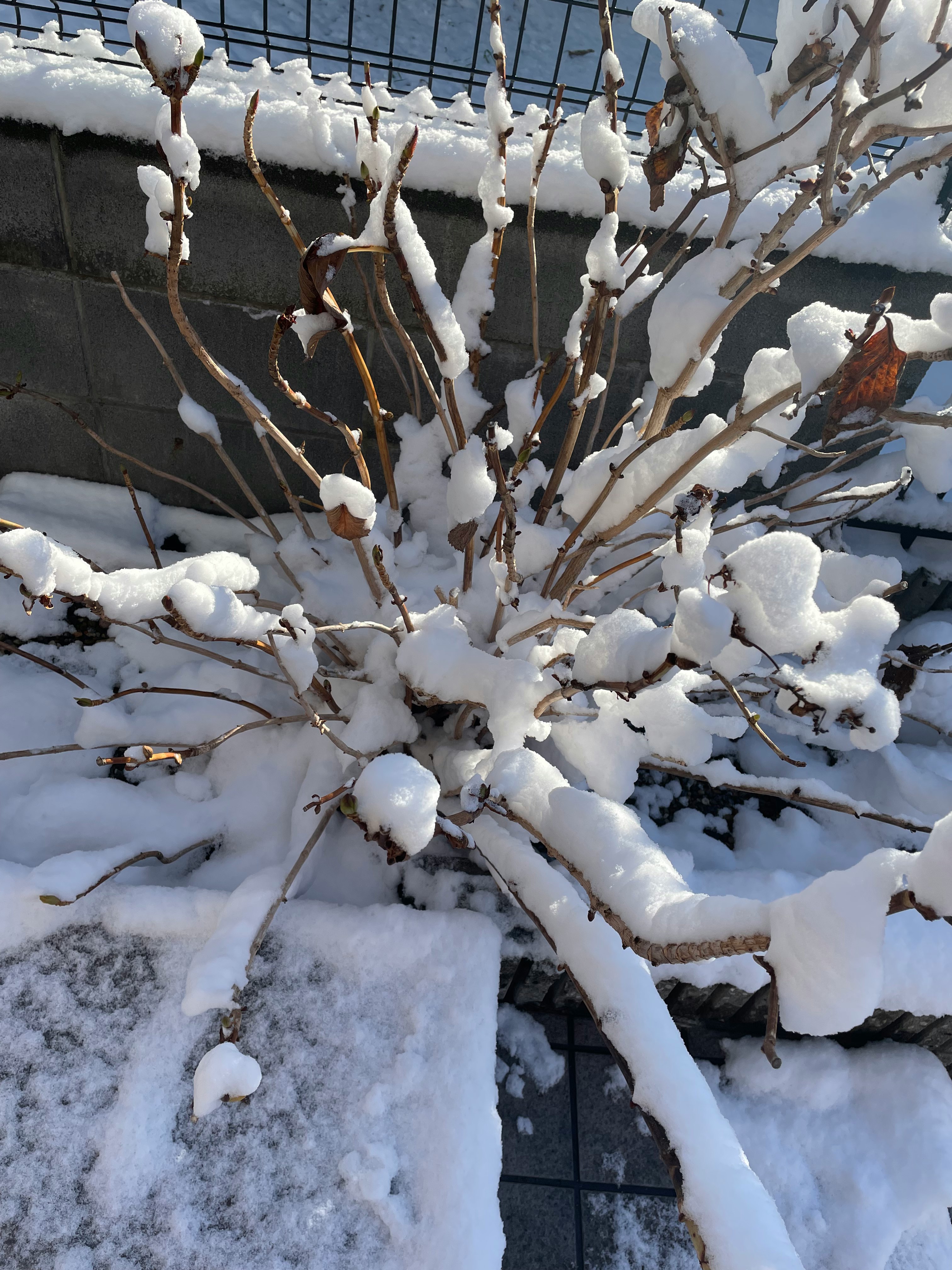 ramas de árbol cubiertas de nieve con frutos restantes