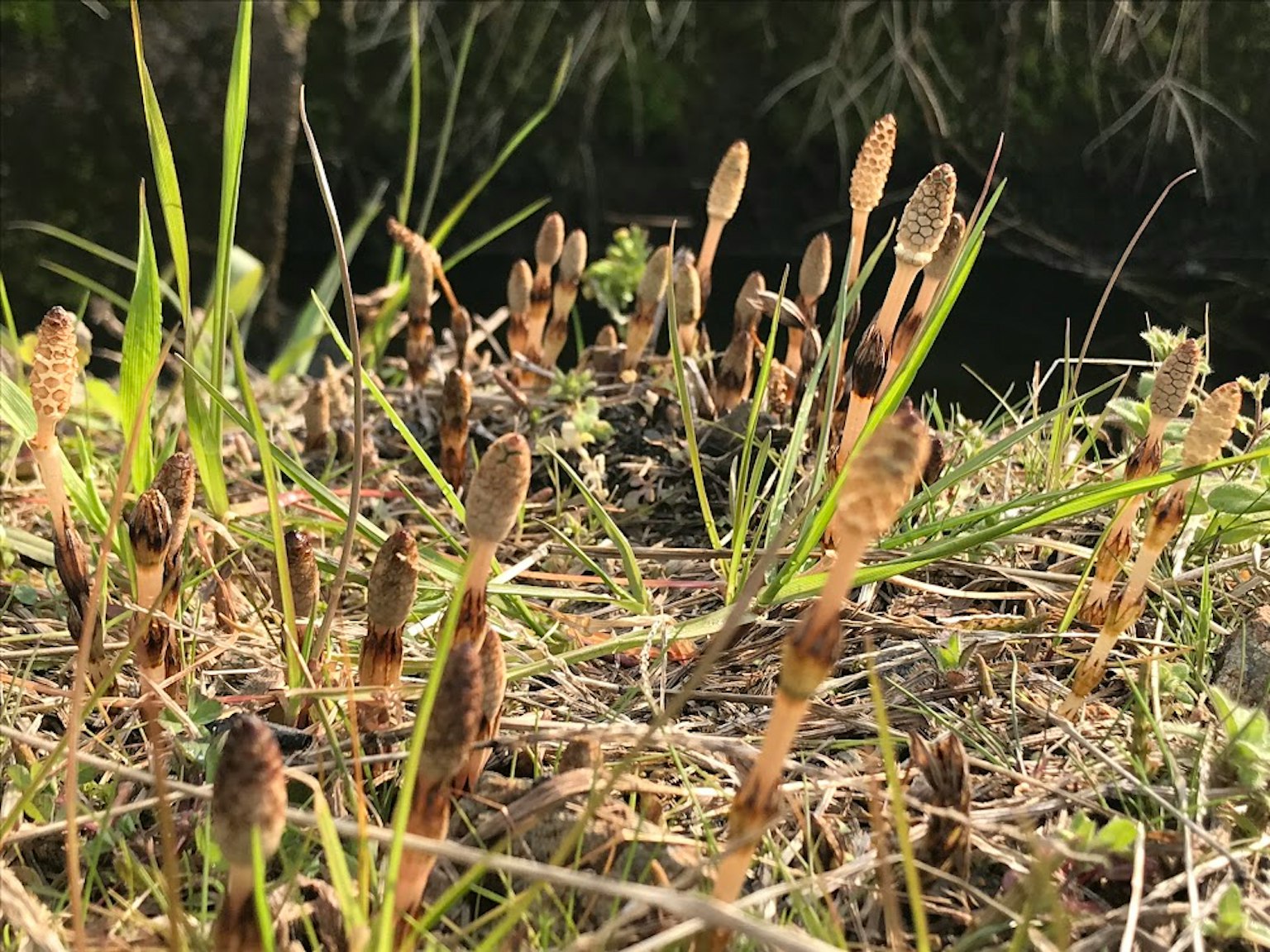 湿地に生えるスギナの群れと緑の草