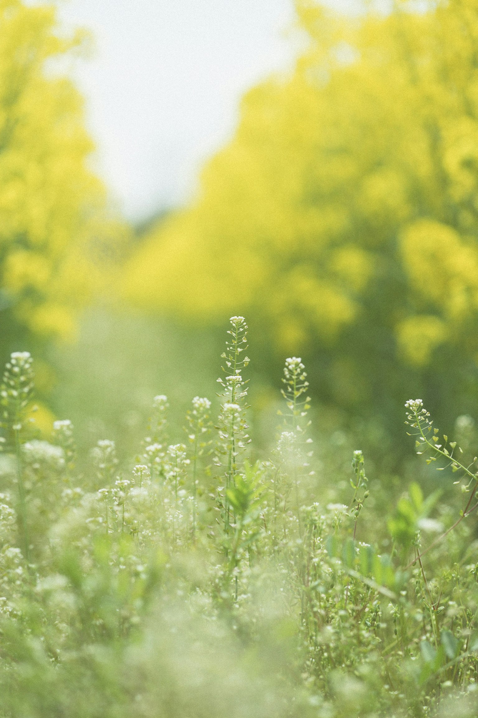 Un sentiero circondato da fiori gialli e erba verde