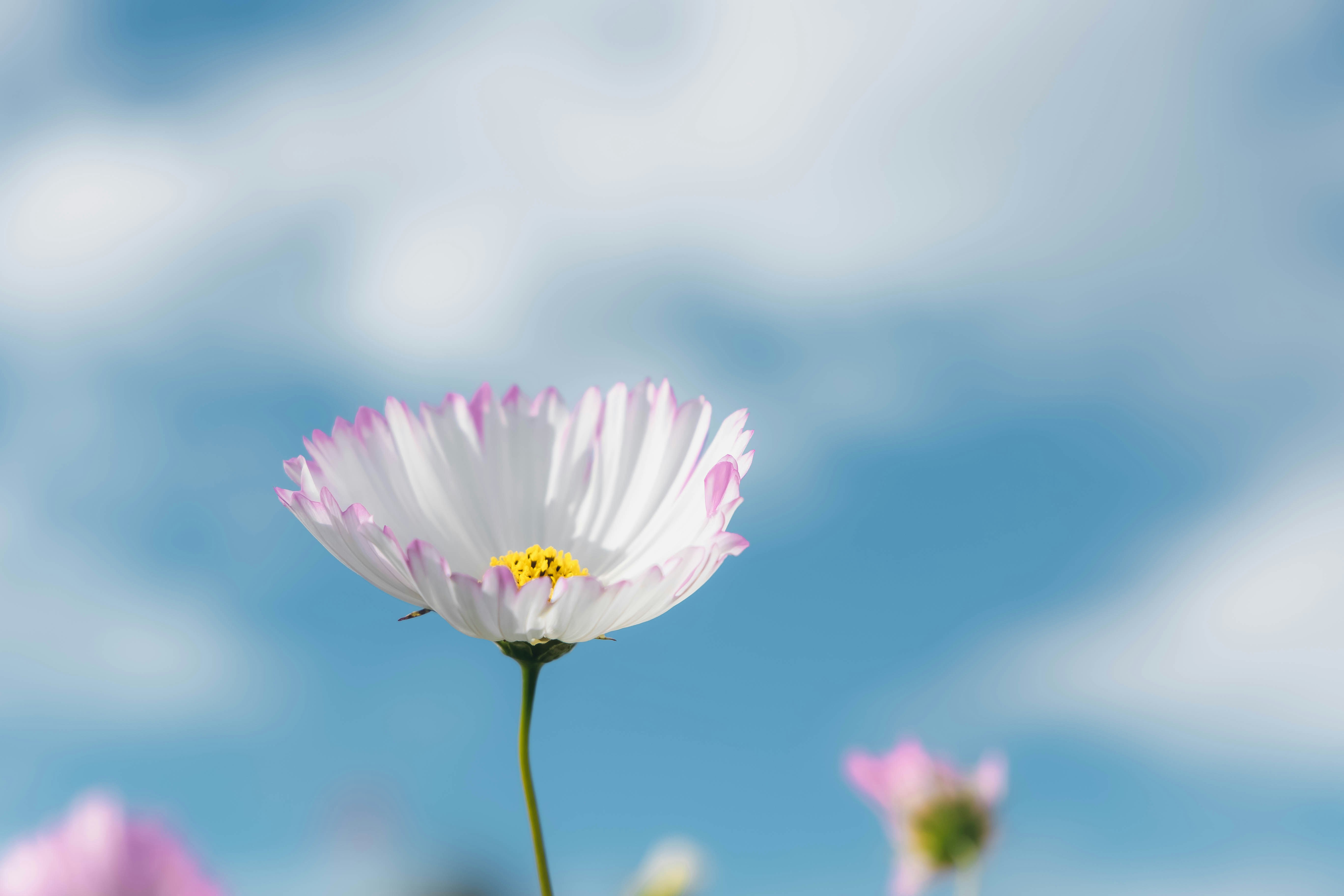 青空の下で咲くコスモスの花
