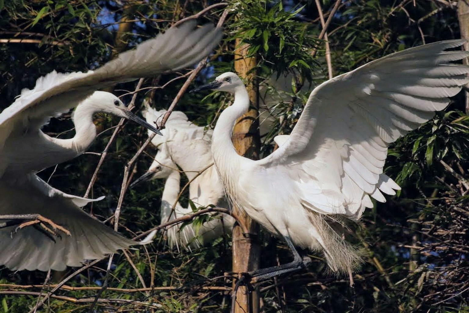 Burung putih terbang di antara cabang-cabang di lingkungan alami