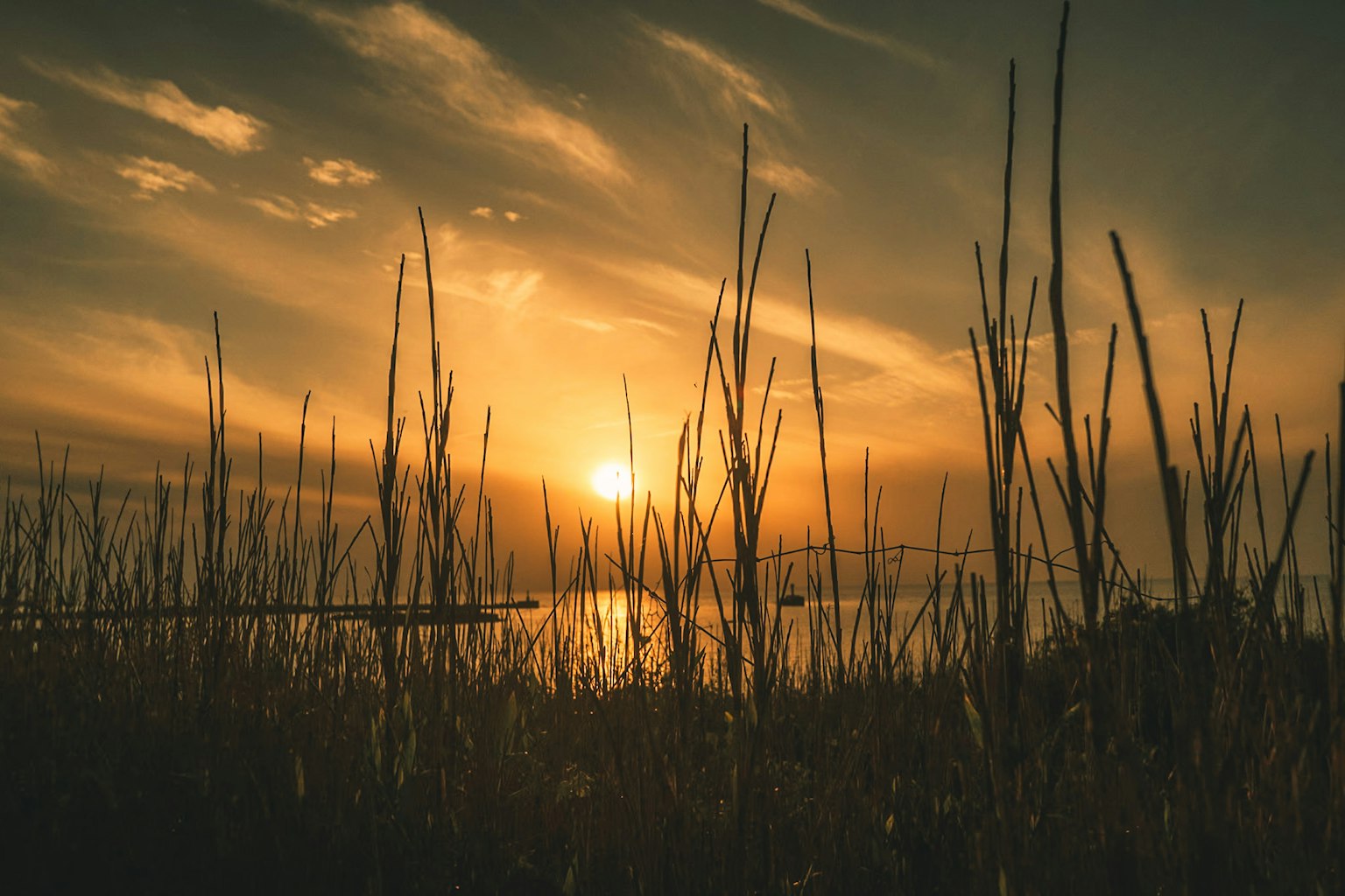 Silhouette von Gras gegen einen Sonnenuntergang über dem Meer