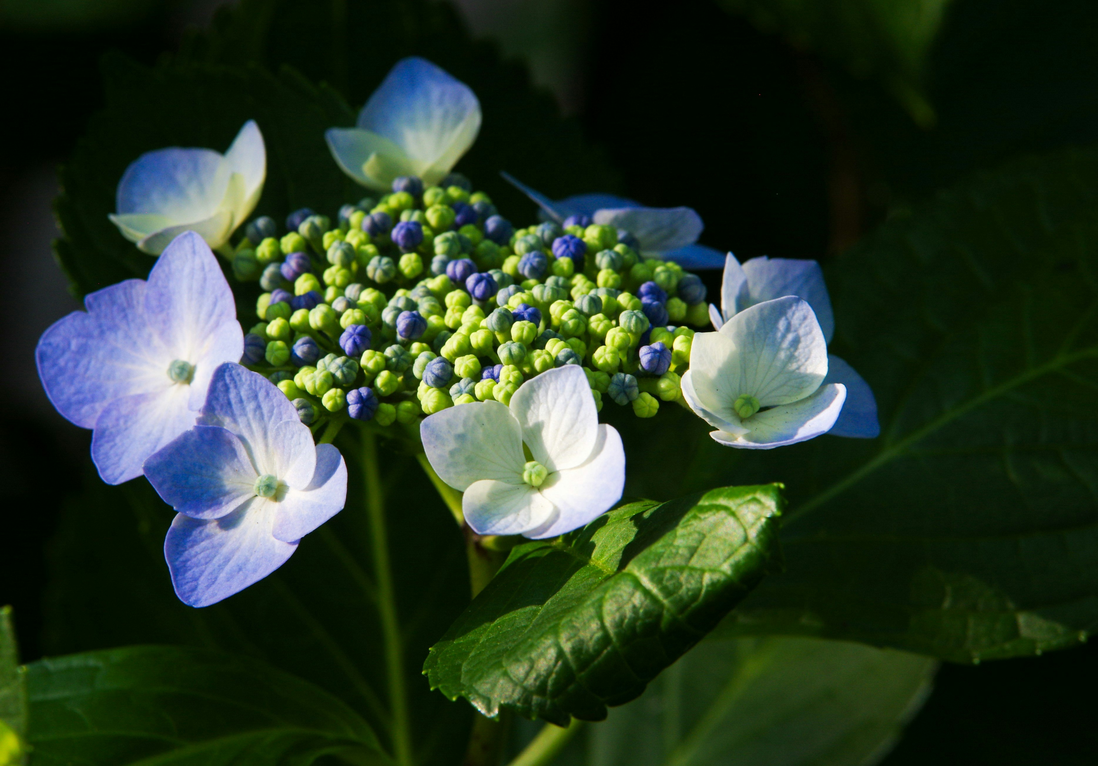 アジサイの花と青白い花びらのクローズアップ