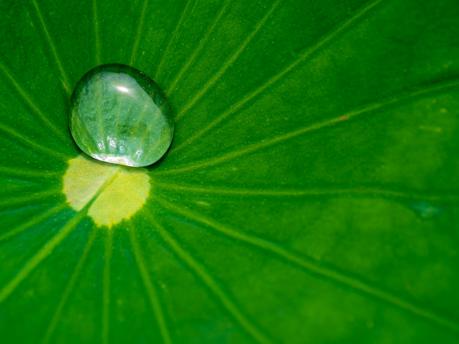 Goccia d'acqua su una foglia verde con motivi radiali