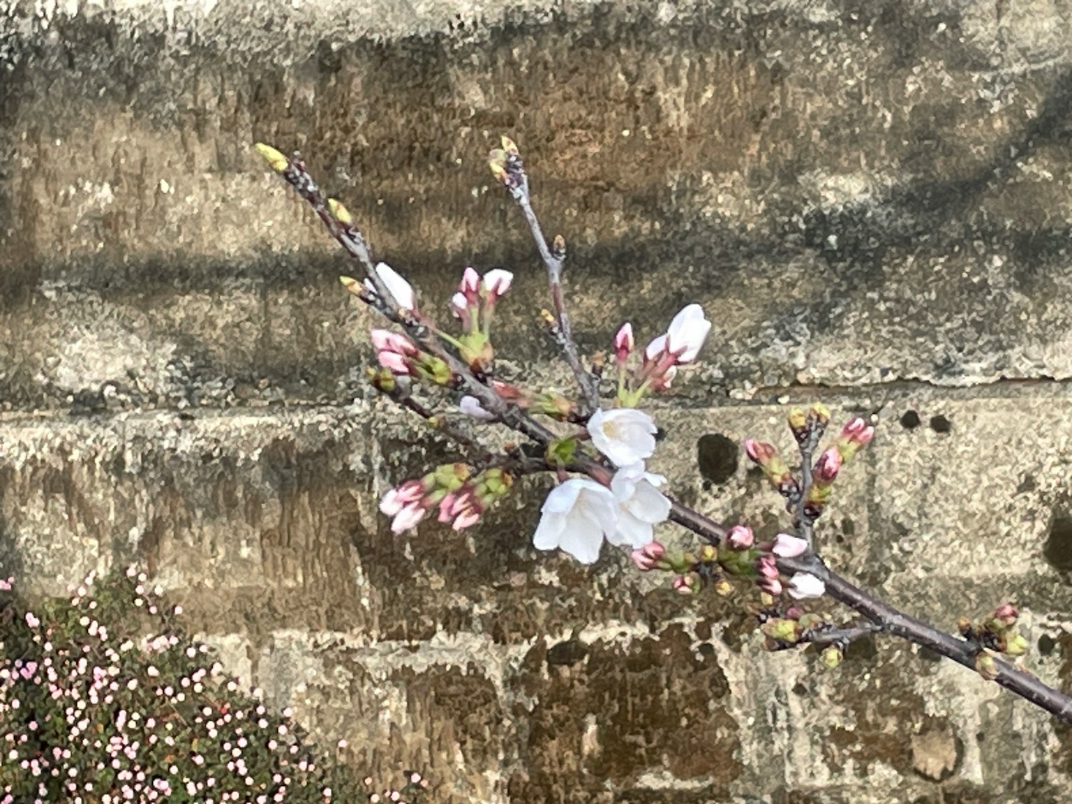 桜の花とつぼみがある枝が古い壁の前にある