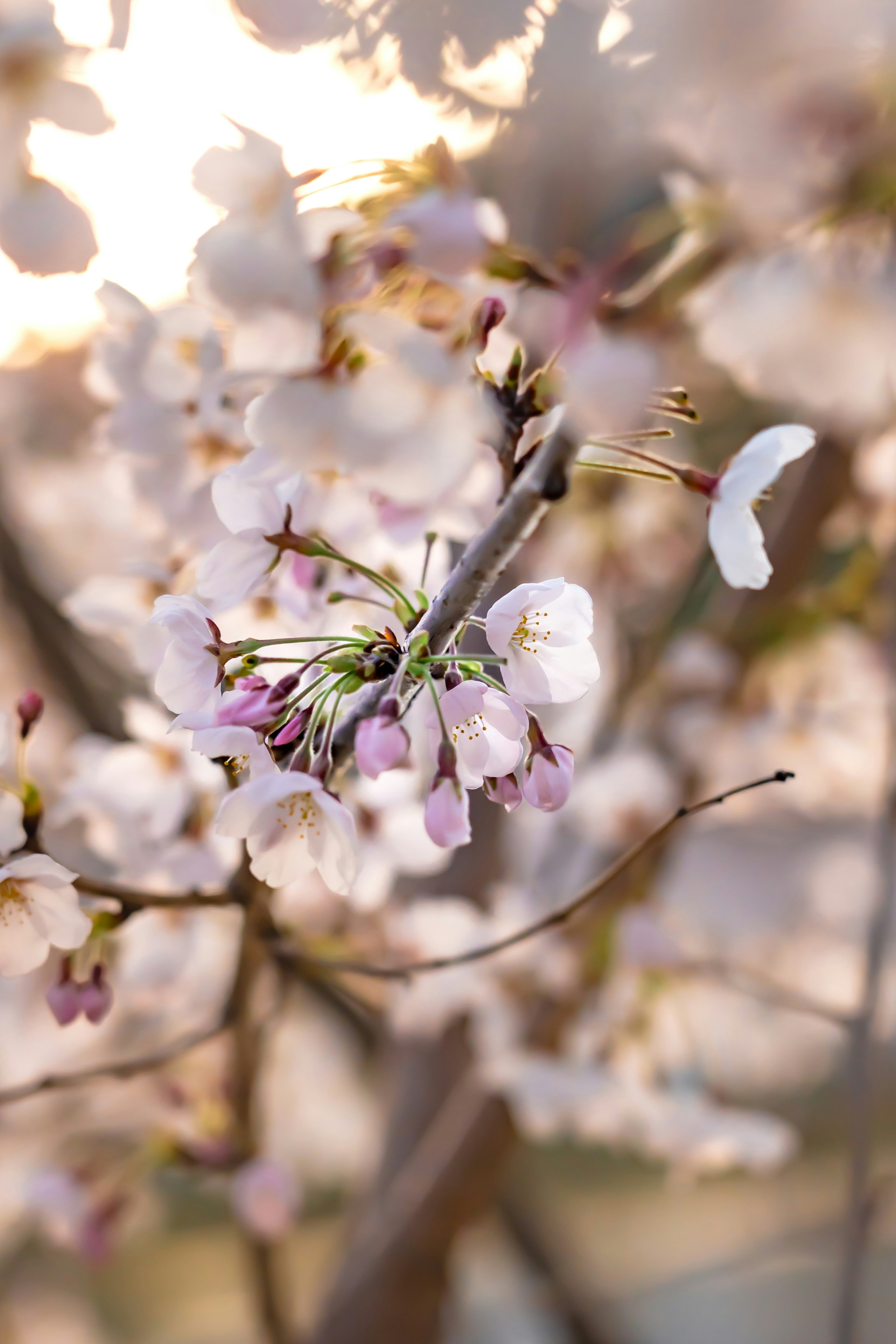 Primo piano di rami con fiori di ciliegio in primavera