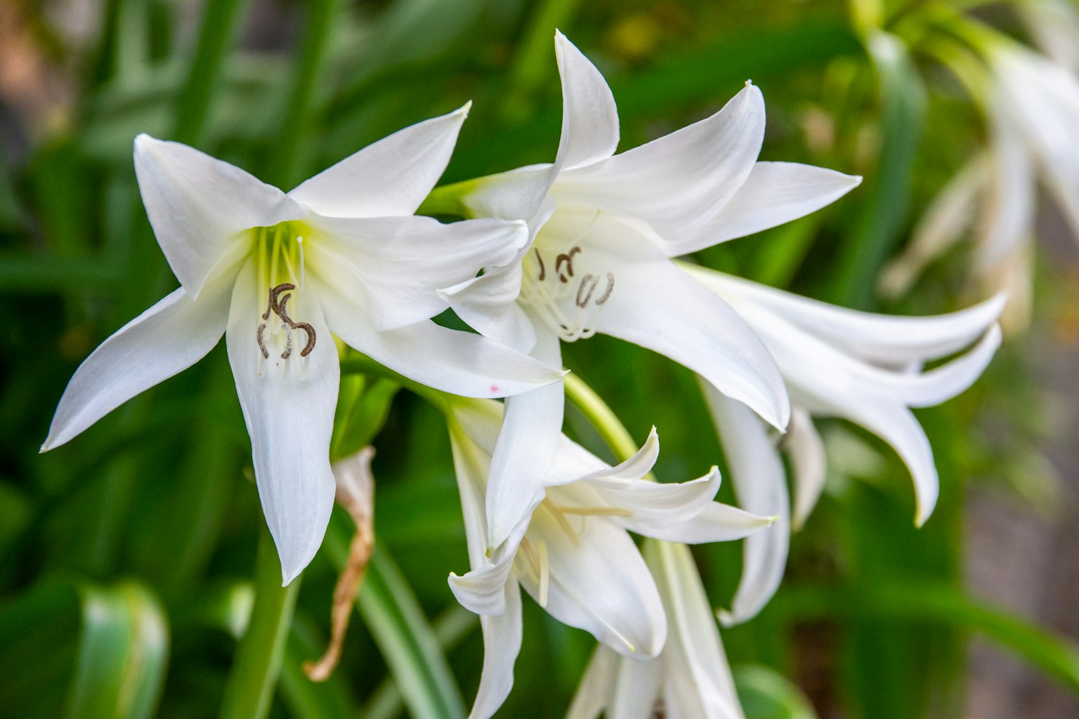 Hoa lily trắng nở giữa lá xanh
