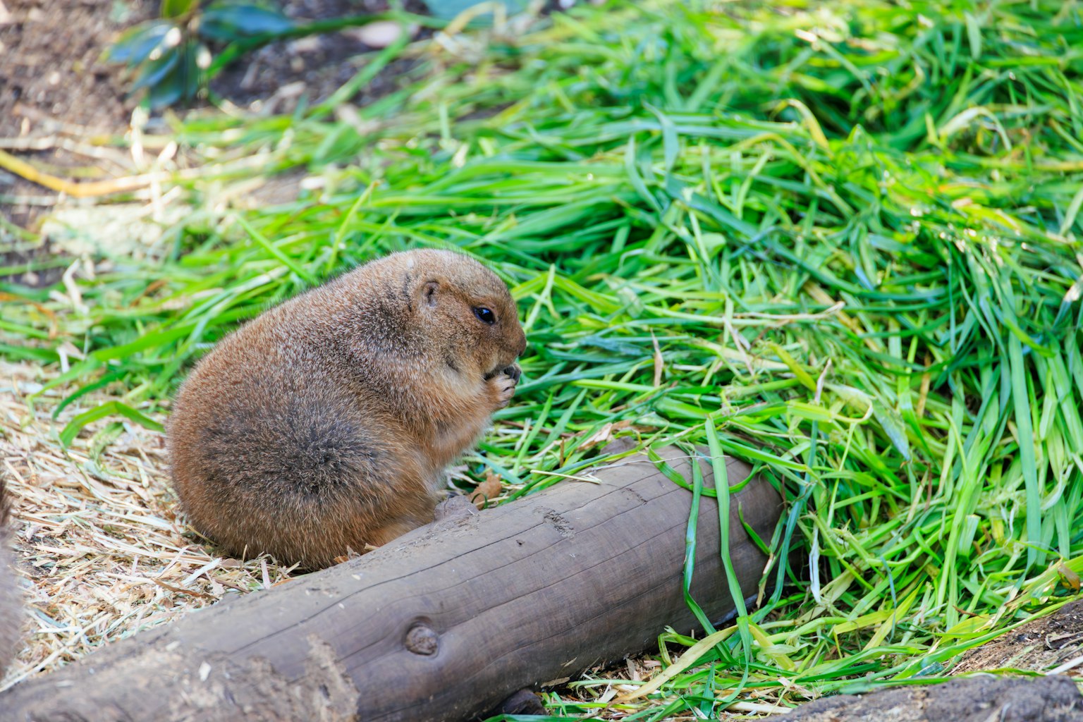 Hình ảnh bên của một con marmot ngồi trên cỏ