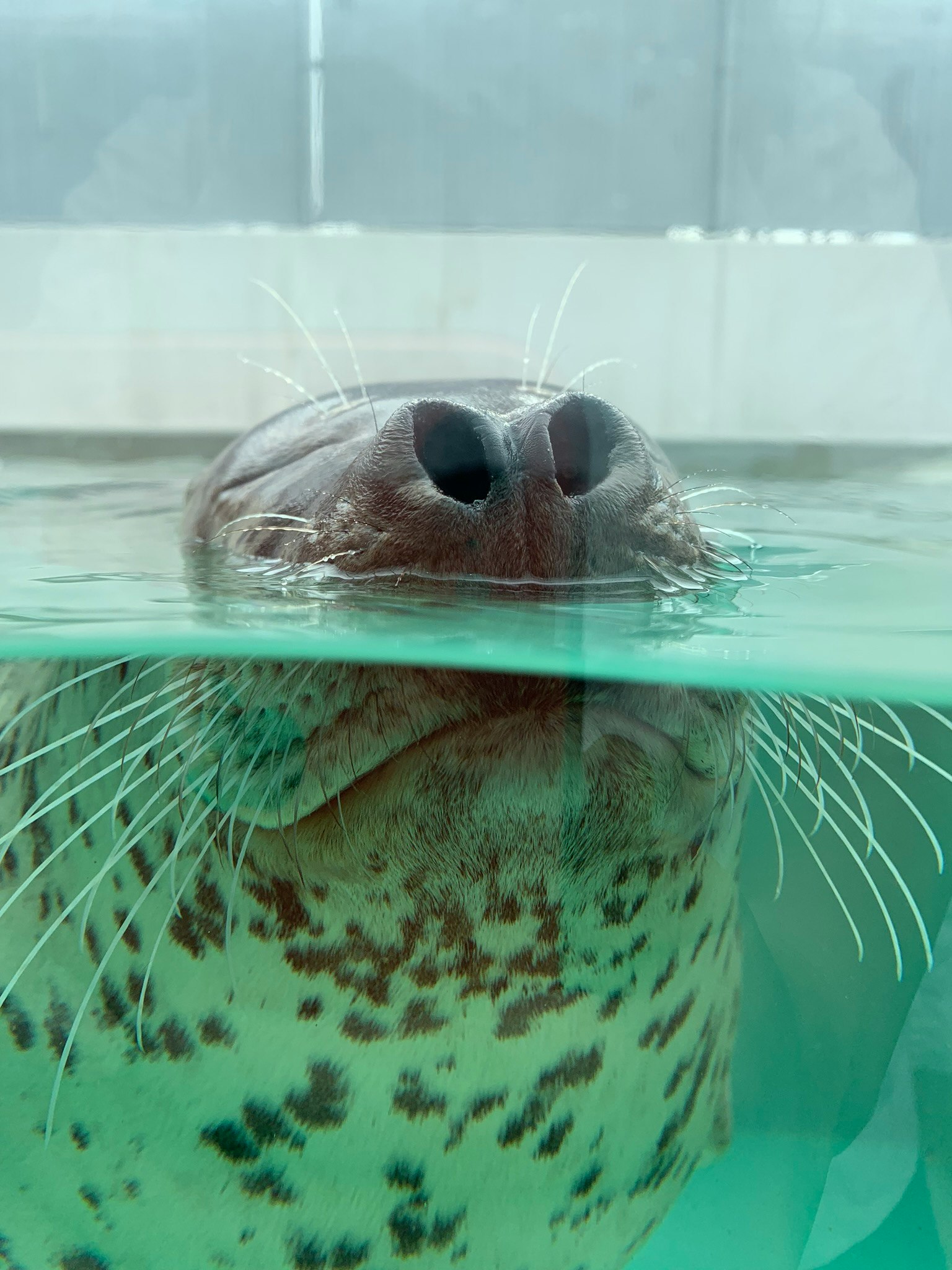 水槽越しに泳ぐ海豹の頭部