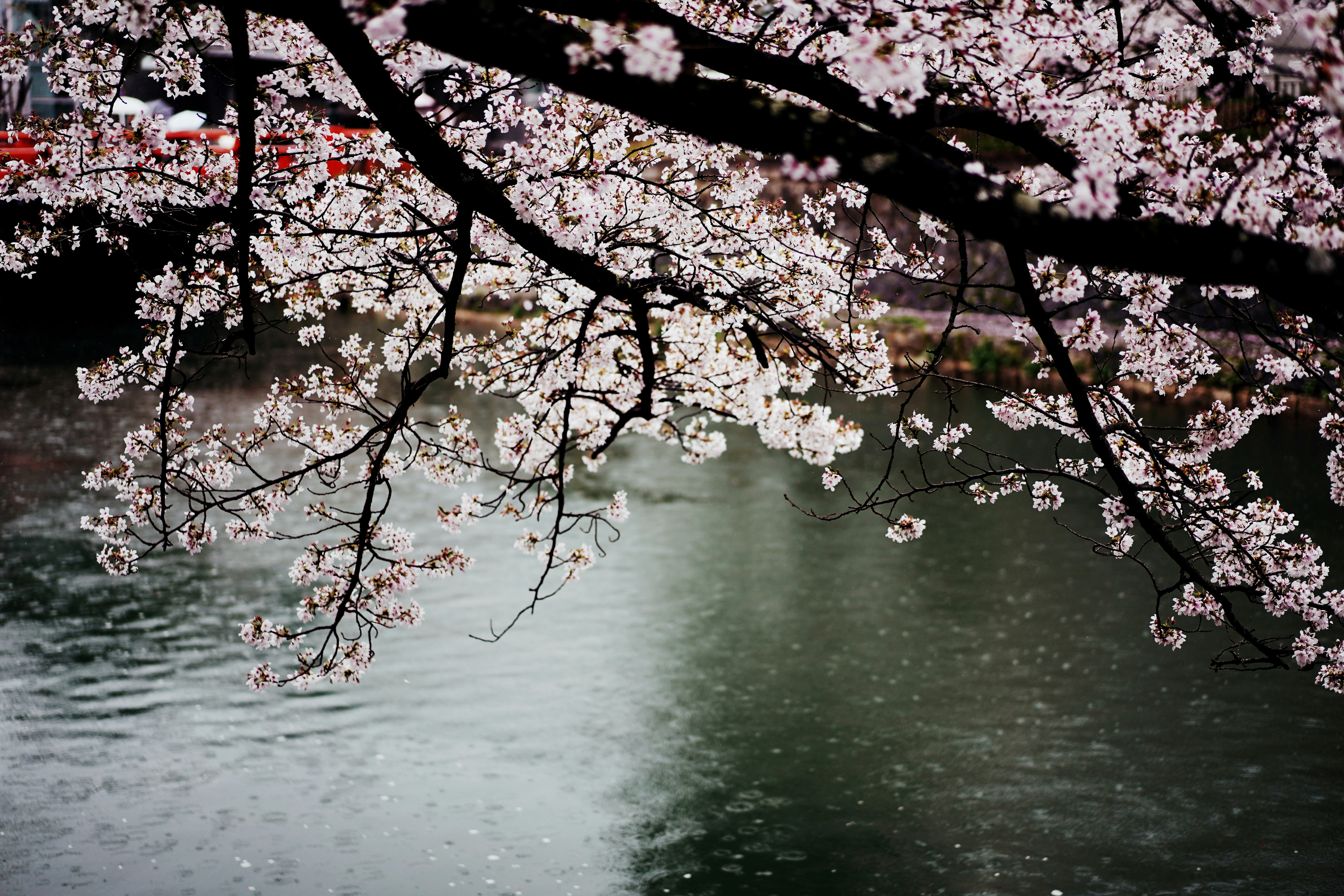 雨に霞む水面に垂れる桜の枝