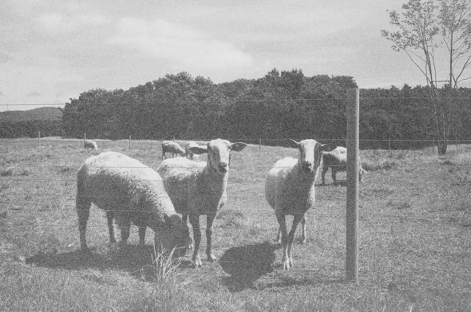 草原で草を食べる羊たちと木々の背景