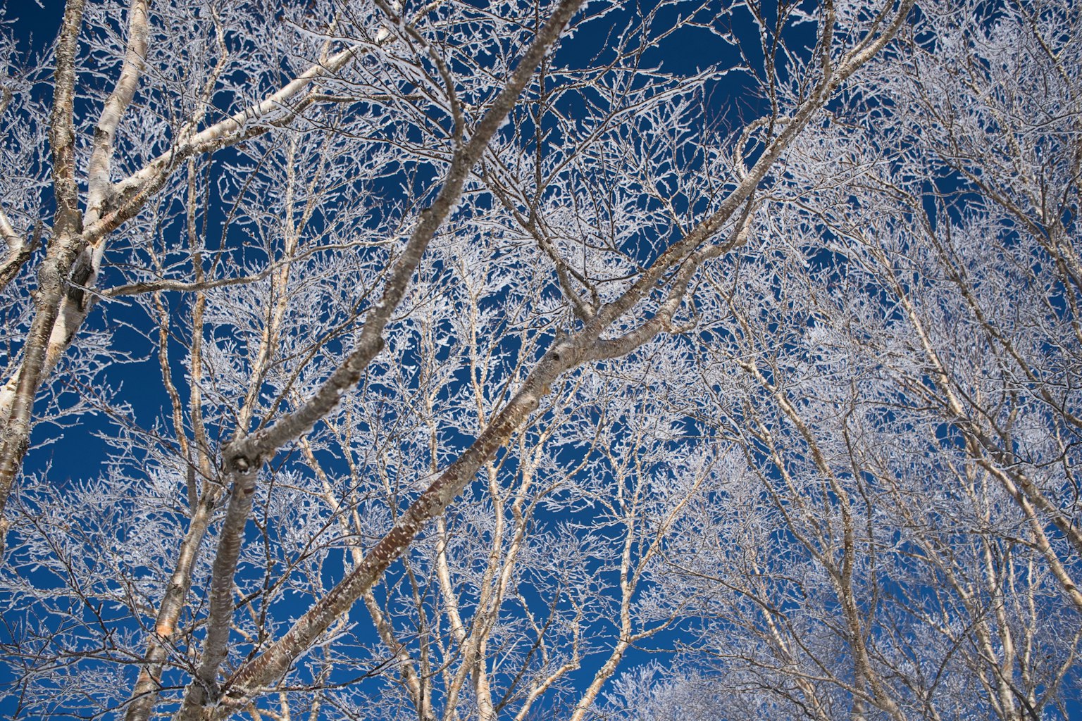 Frost-covered trees against a blue sky