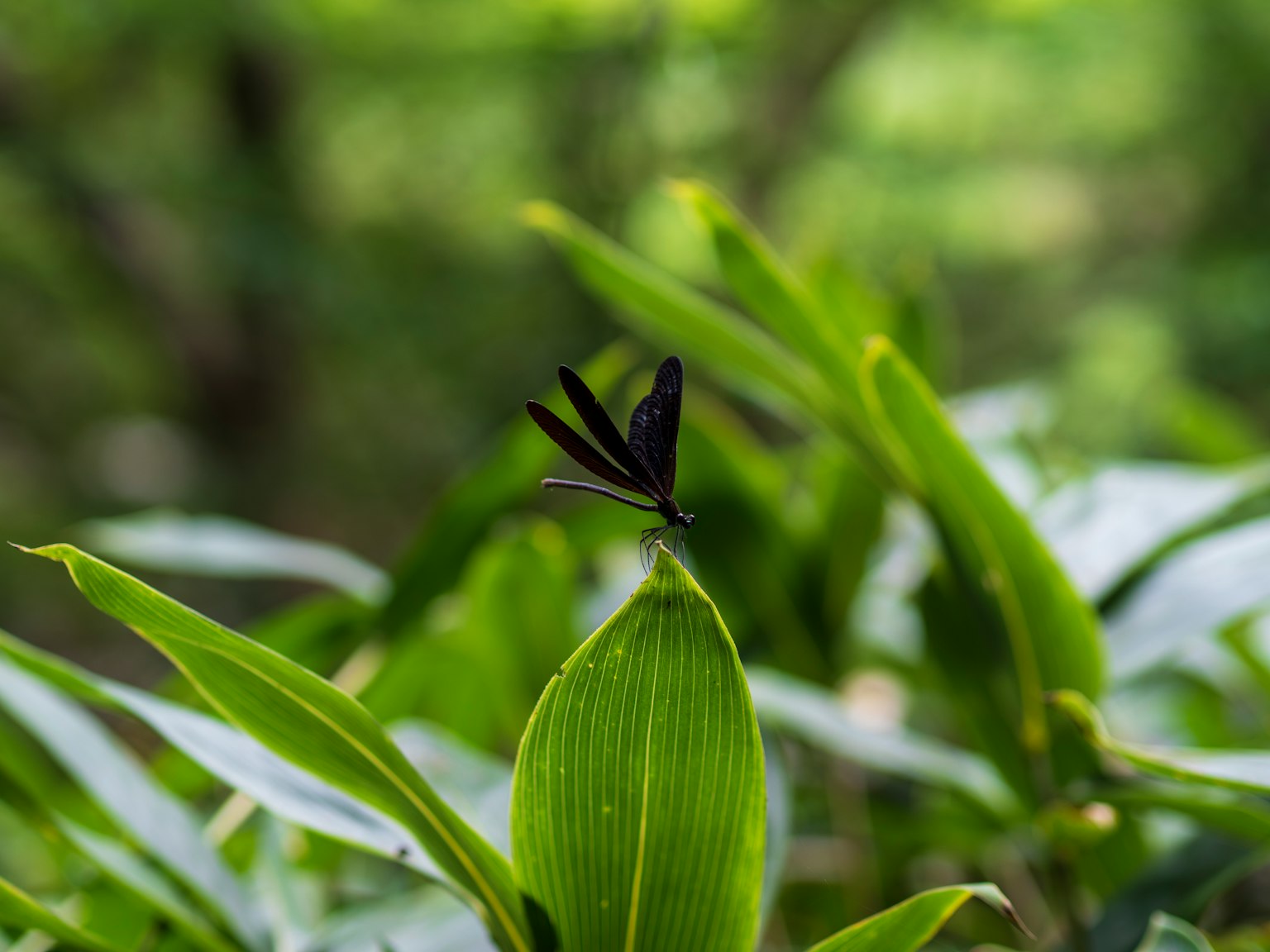 Un papillon noir posé sur une feuille verte