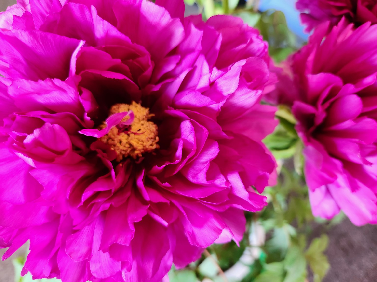 Acercamiento de una flor rosa vibrante con estambres naranjas prominentes