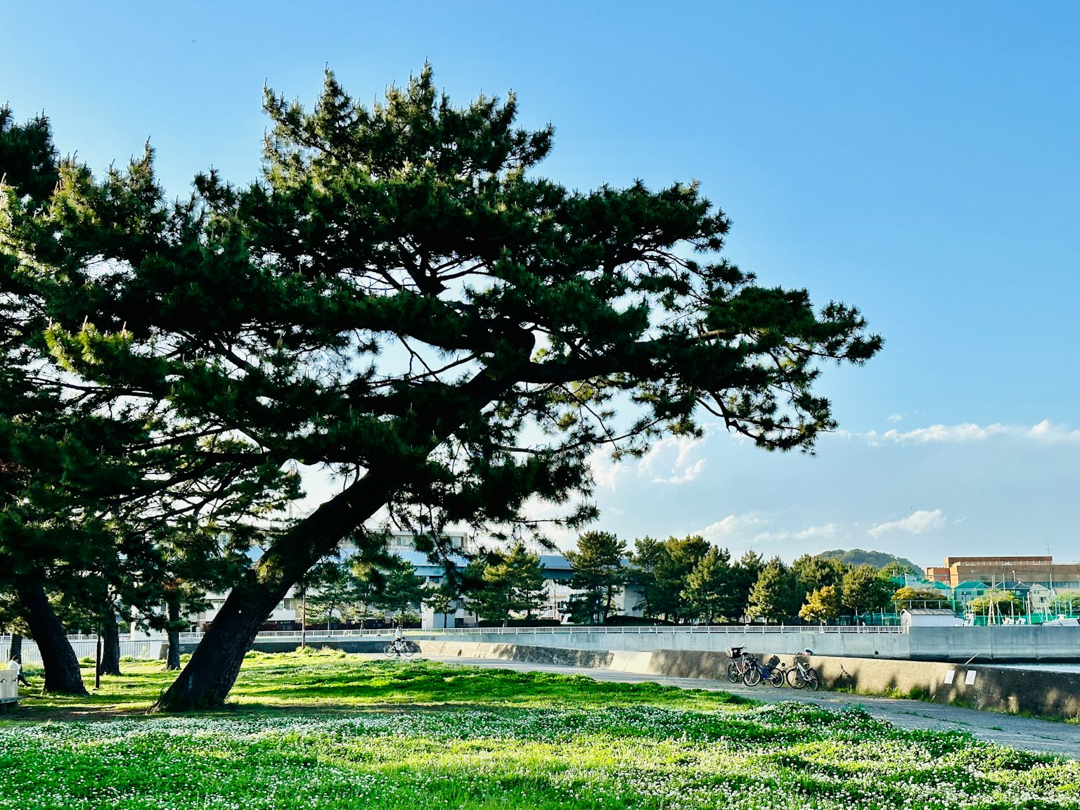 Pemandangan indah dengan pohon pinus miring di bawah langit biru