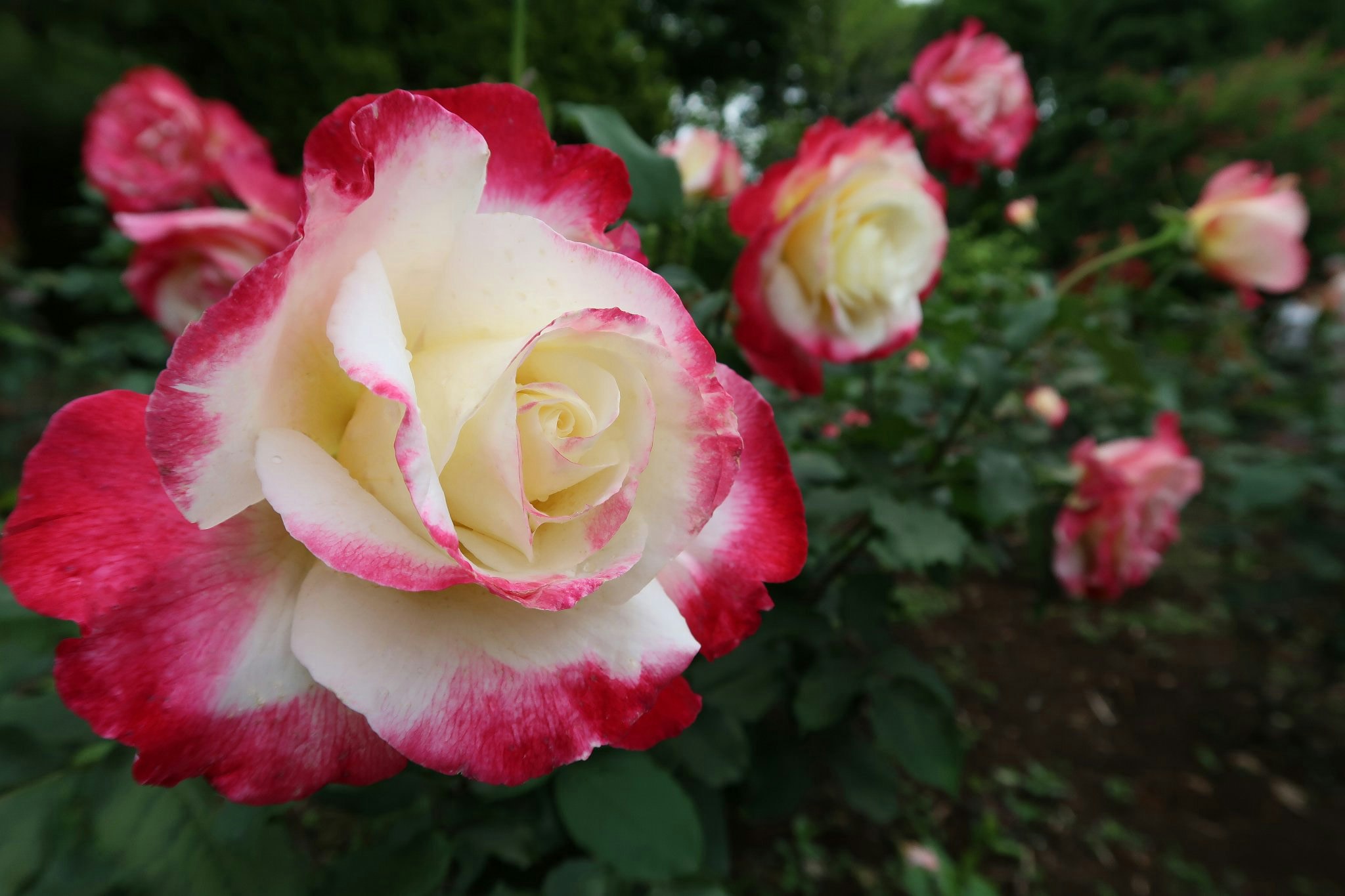 赤と白のバラの花が咲く庭の花壇