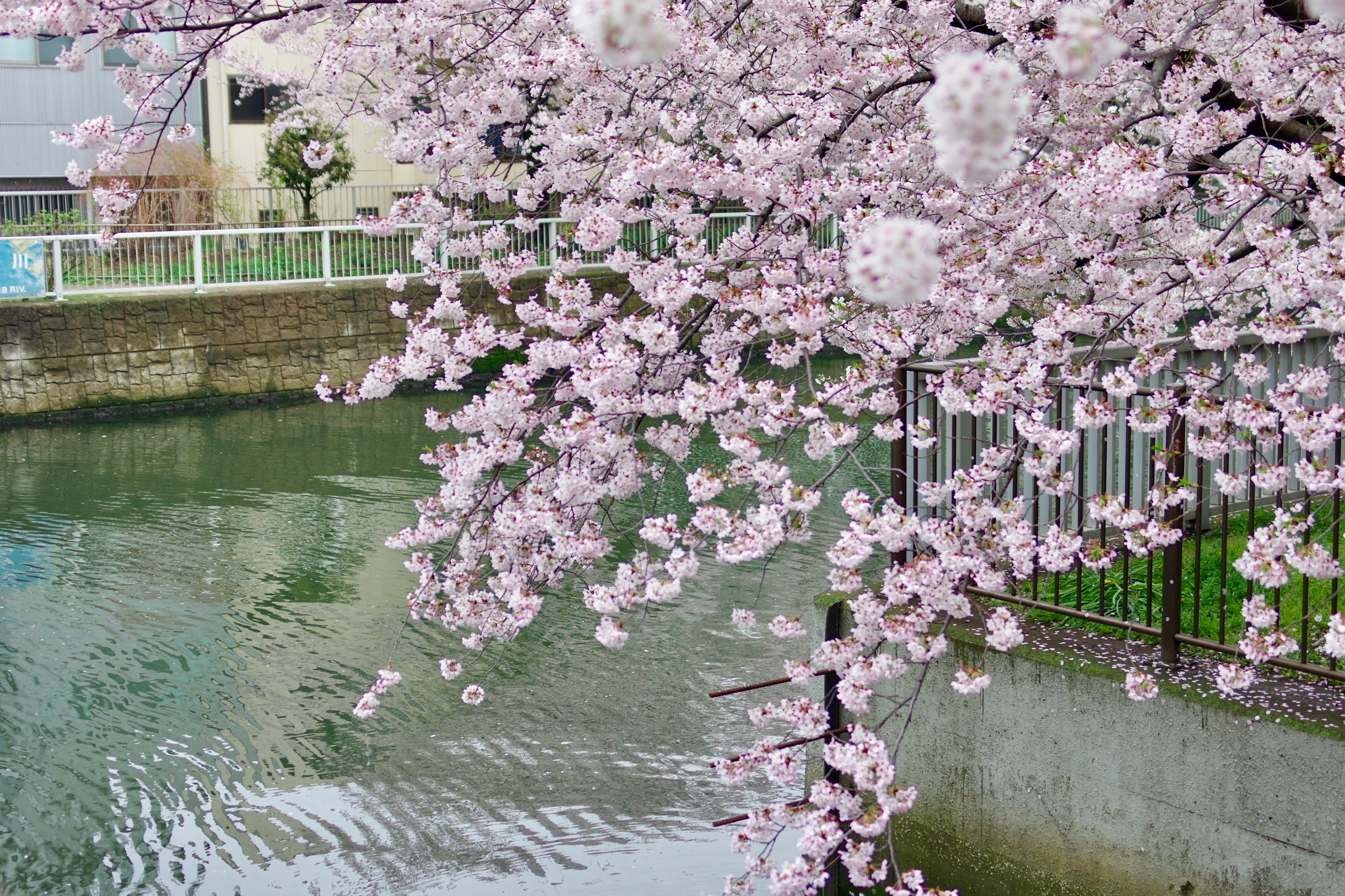 桜の花が川沿いの遊歩道を彩る風景