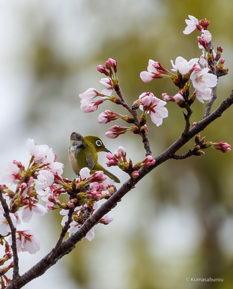 春の桜の枝先にとまる小鳥