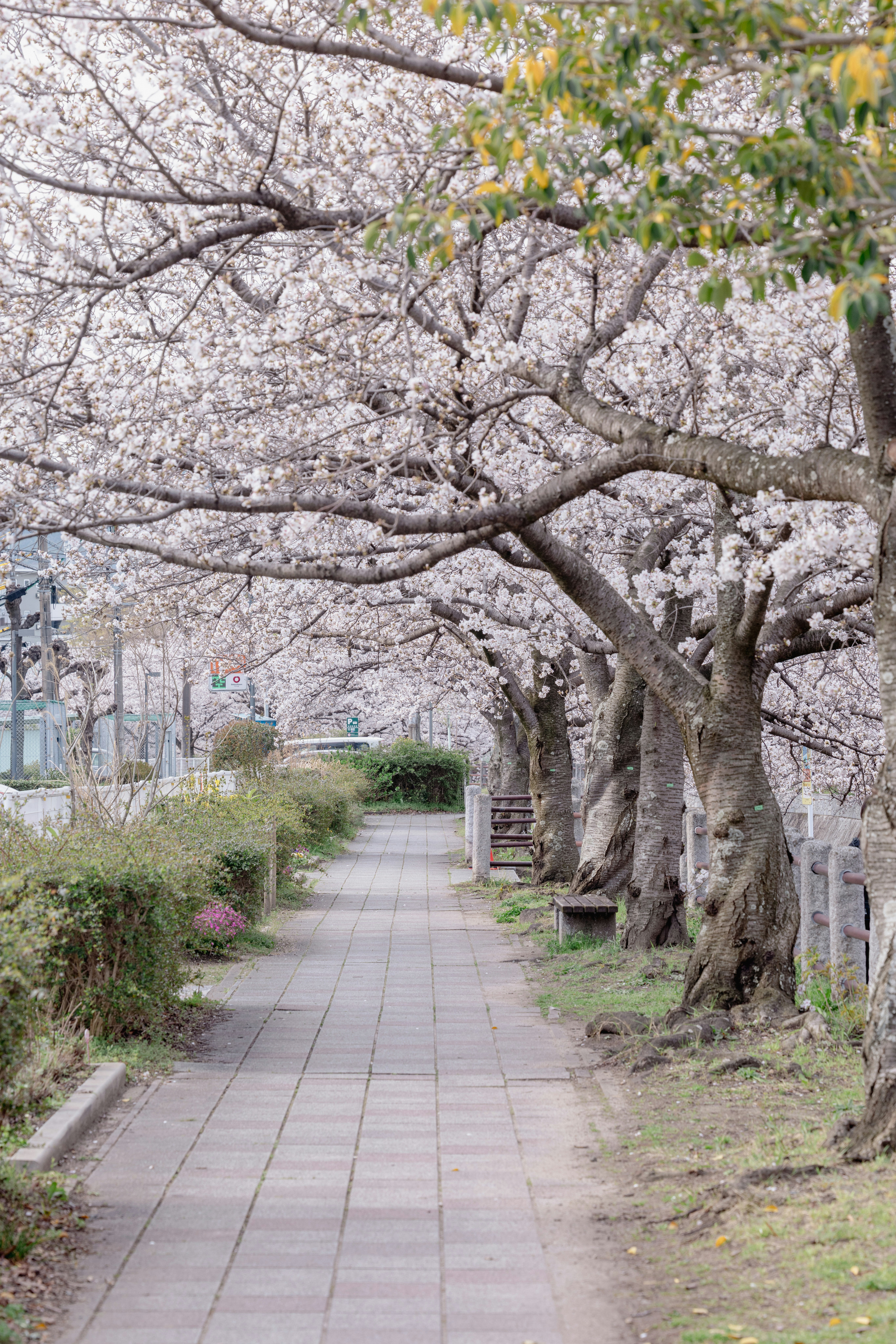 桜並木の続く遊歩道
