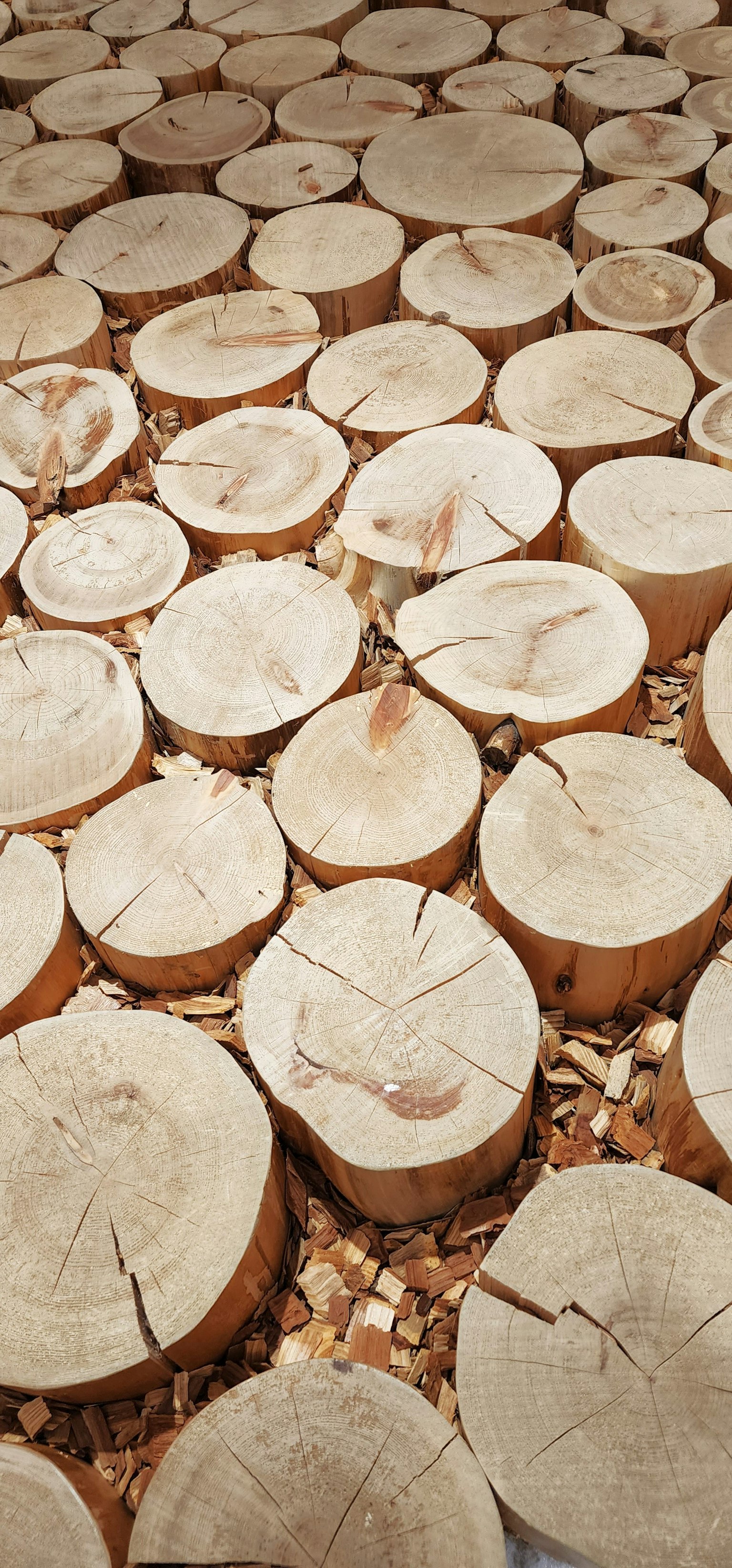 Holzscheite auf dem Boden angeordnet
