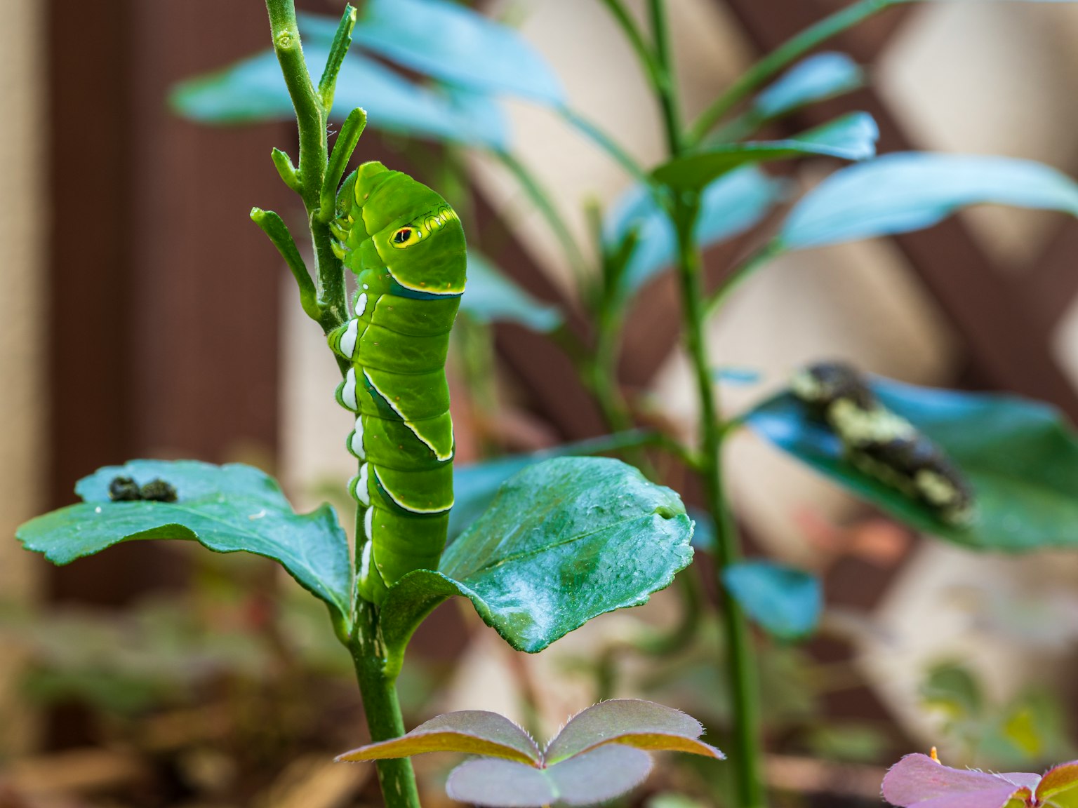 緑のキャタピラーが葉の上にいる植物の画像