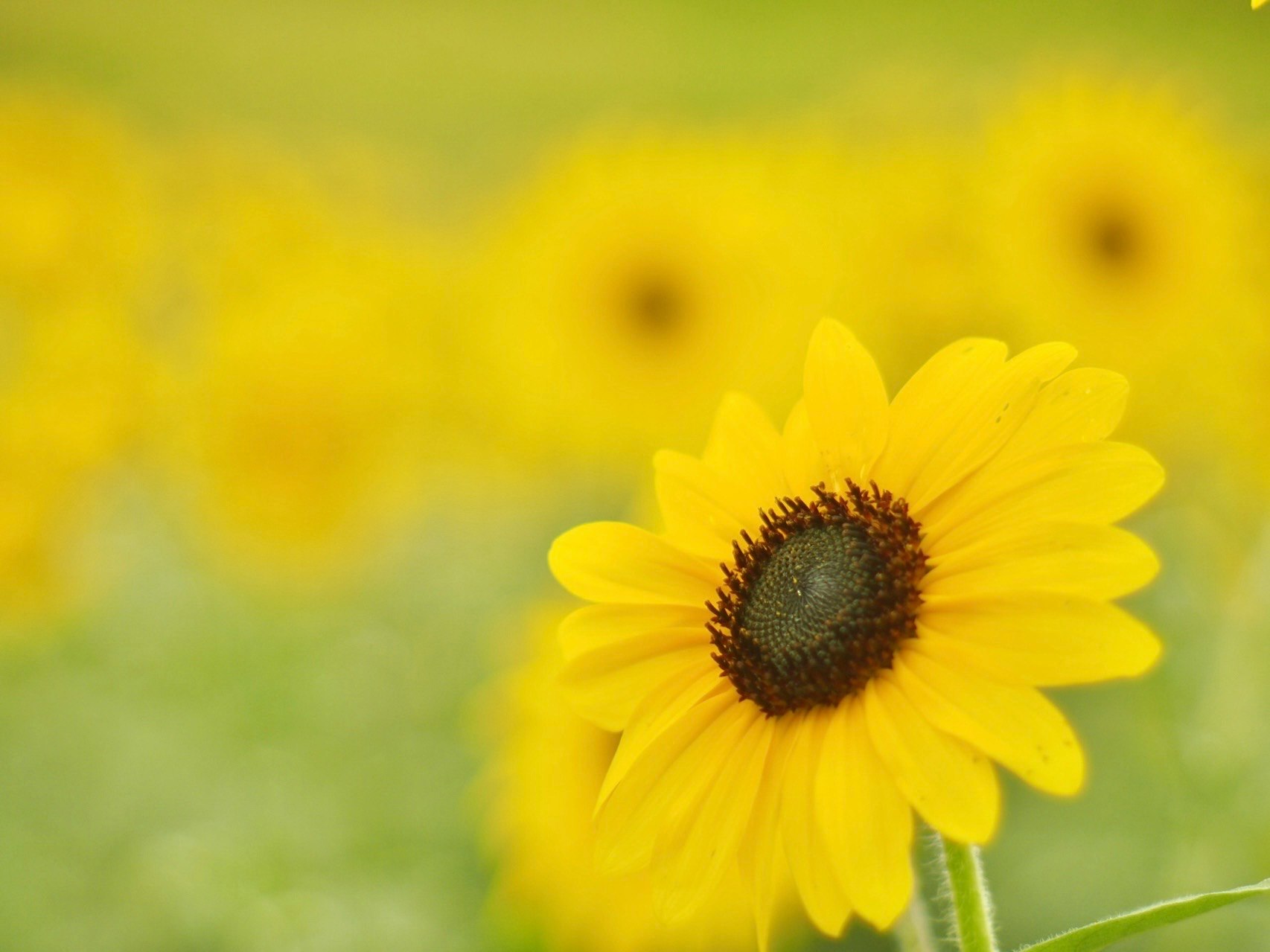 ひまわりの花とボケた背景の夏の空気感