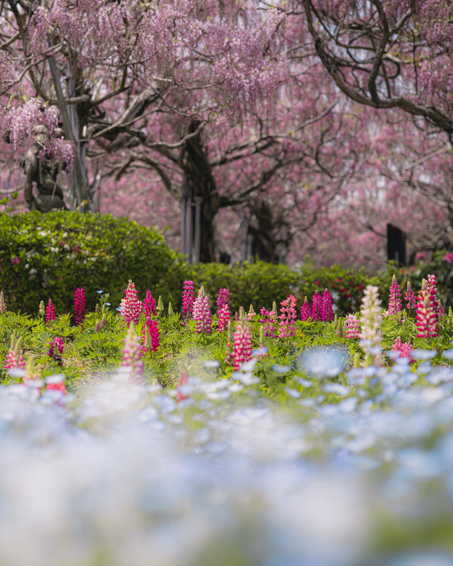 Giardino vibrante con fiori in fiore e alberi rosa
