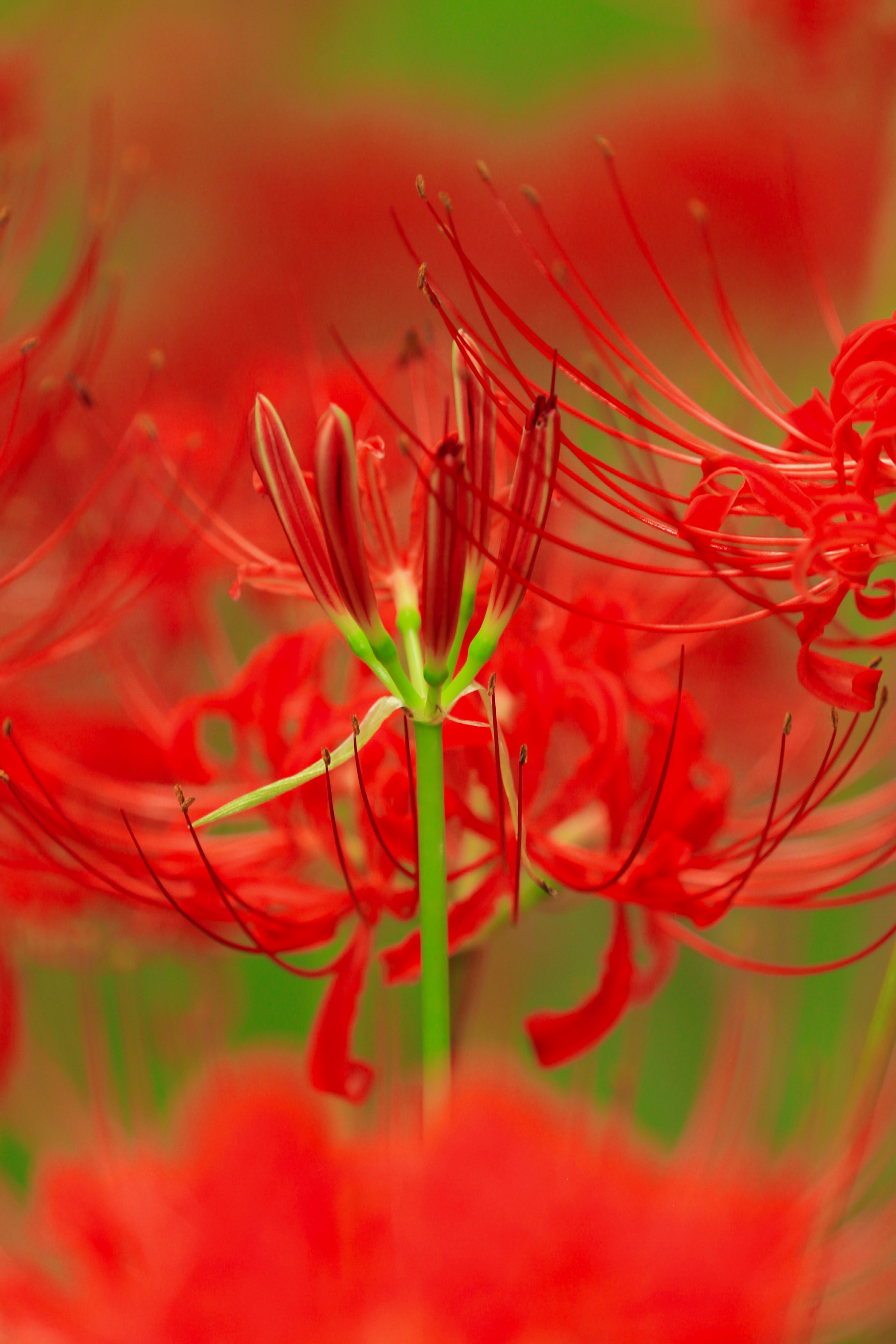 赤い彼岸花の花と糸状の花弁が鮮明に写る画像