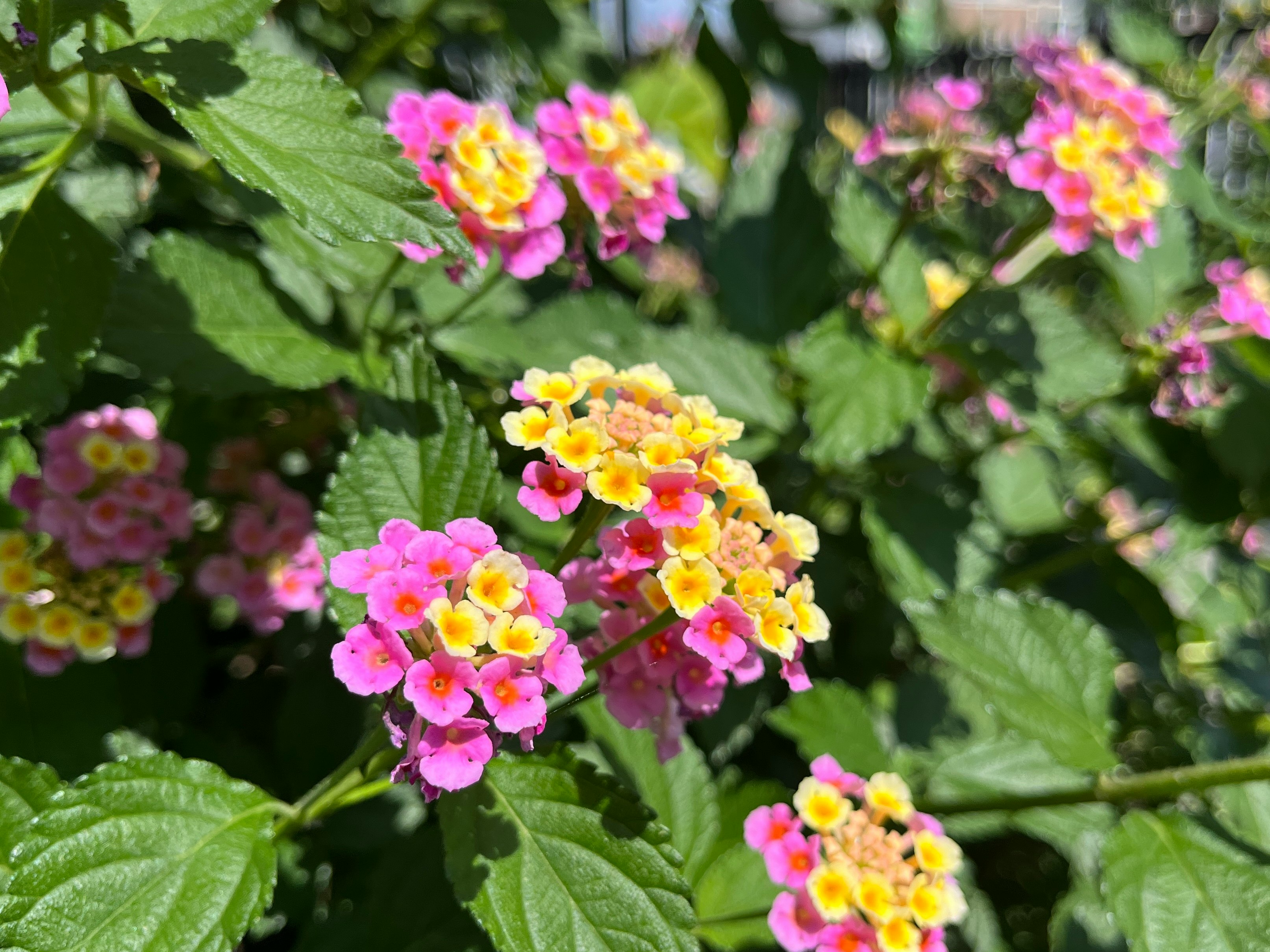 五彩兰花草（马缨丹）花朵与繁茂绿叶