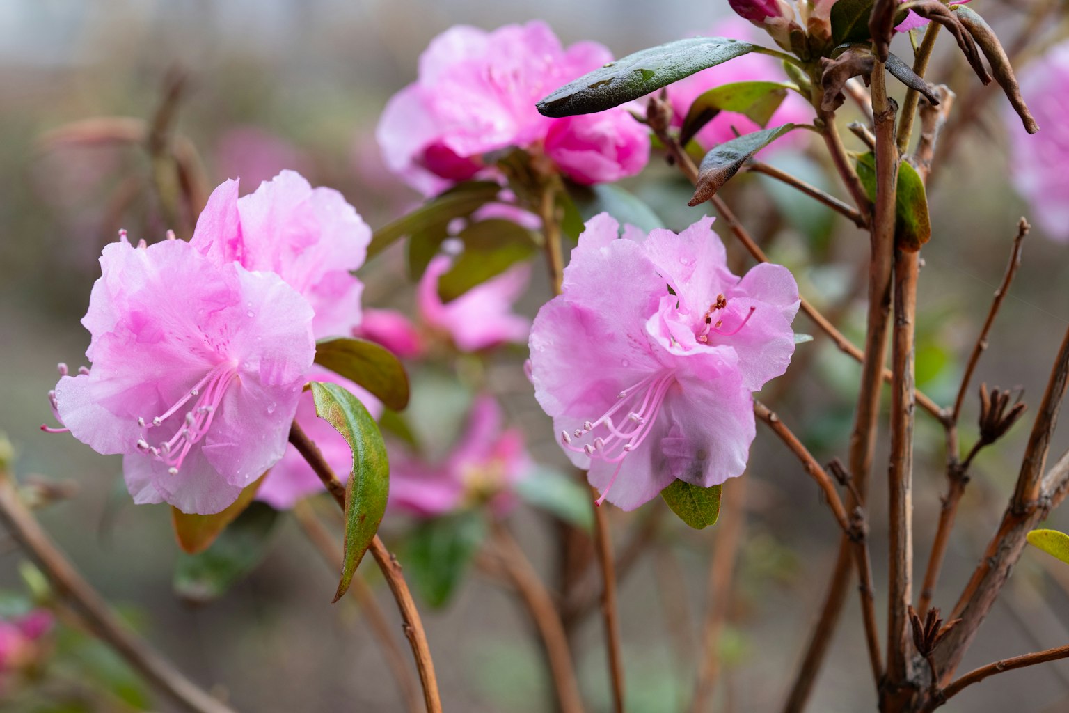 Äste mit blühenden hellrosa Azaleenblüten