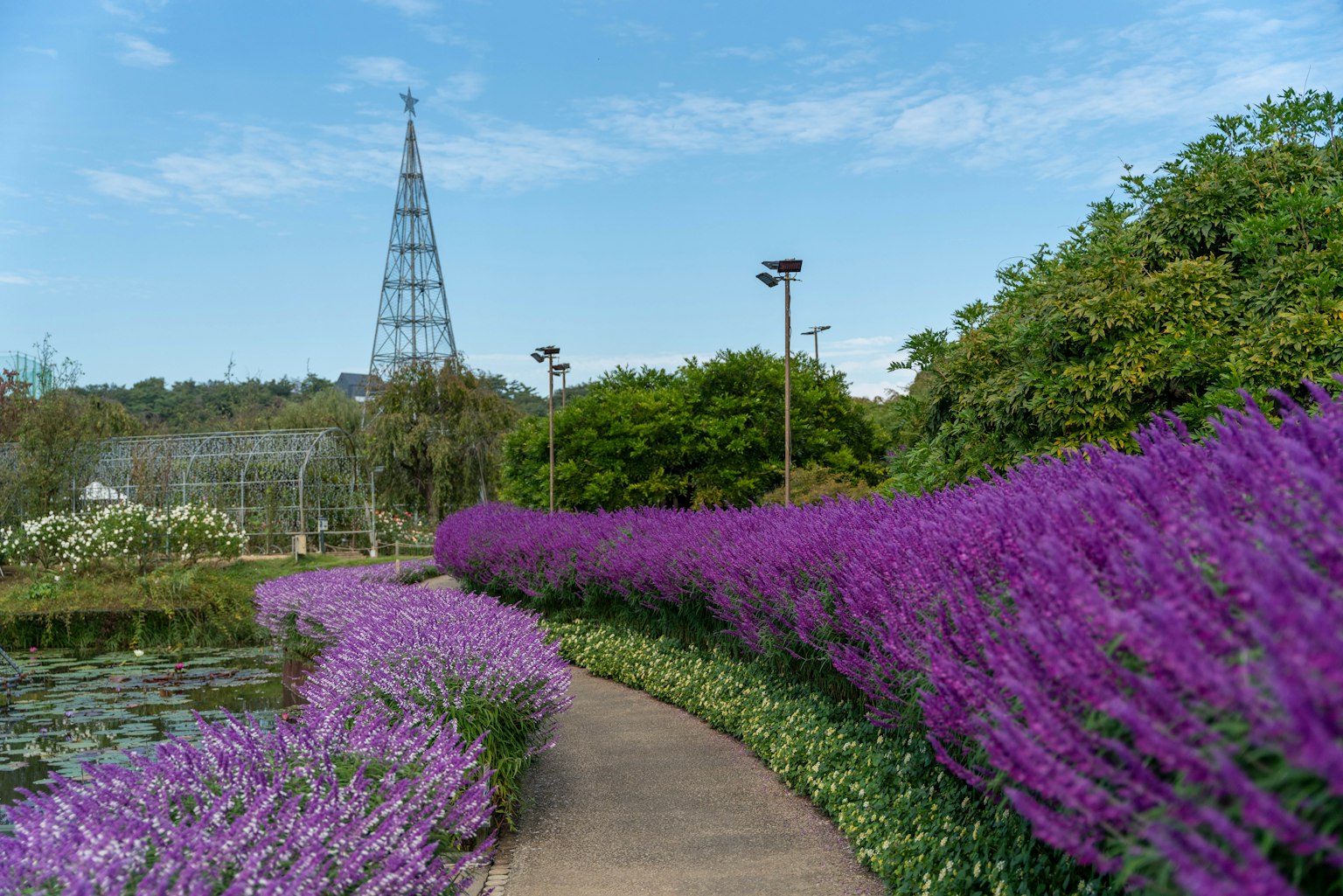 Pathway lined with purple flowers and a tower in the background