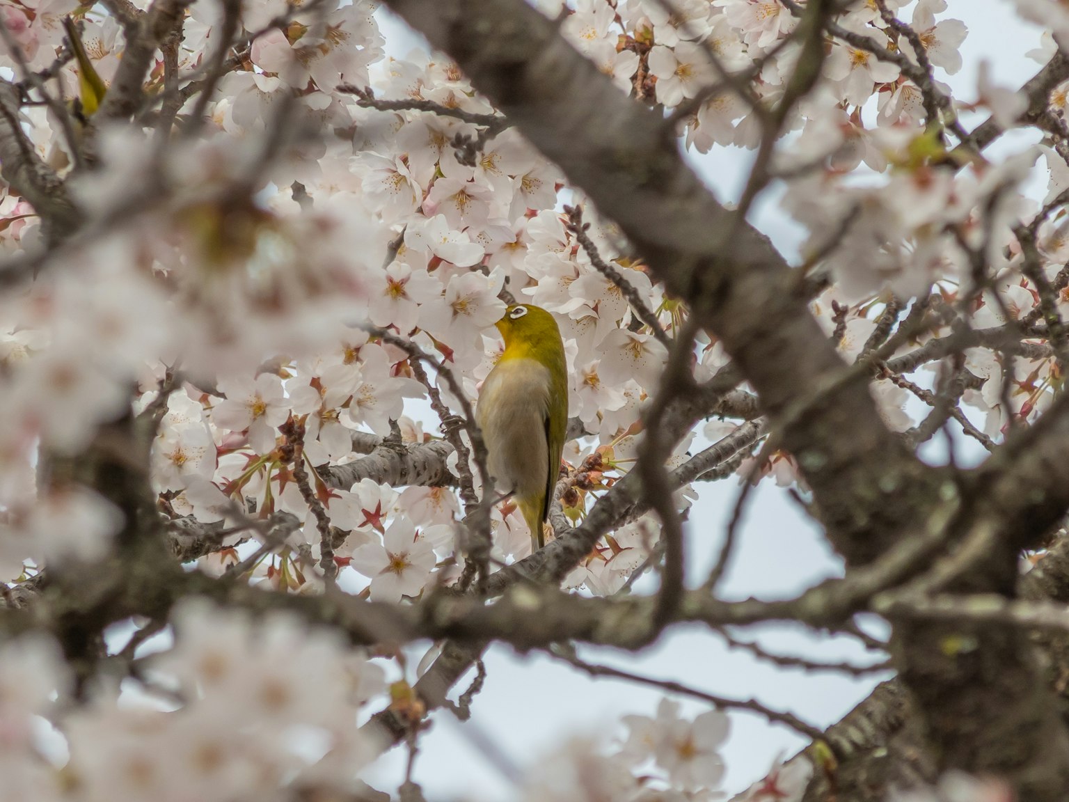 Pájaro amarillo entre flores de cerezo