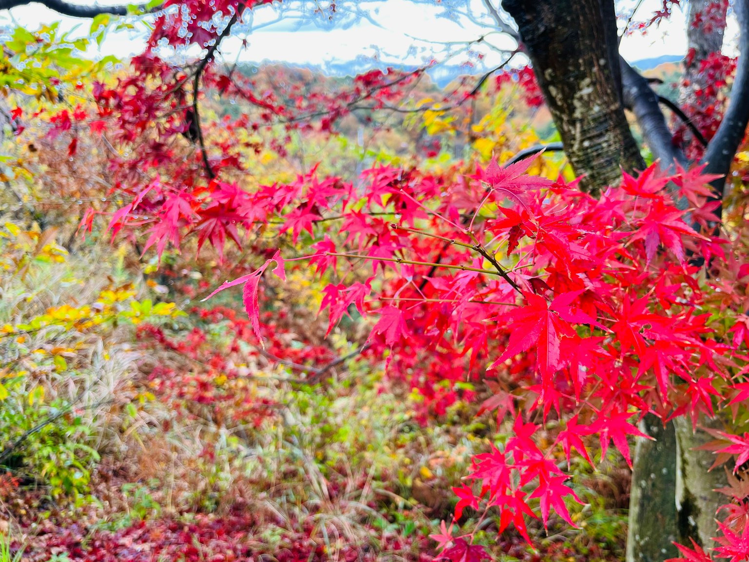 Feuilles d'érable rouges vibrantes dans un paysage automnal