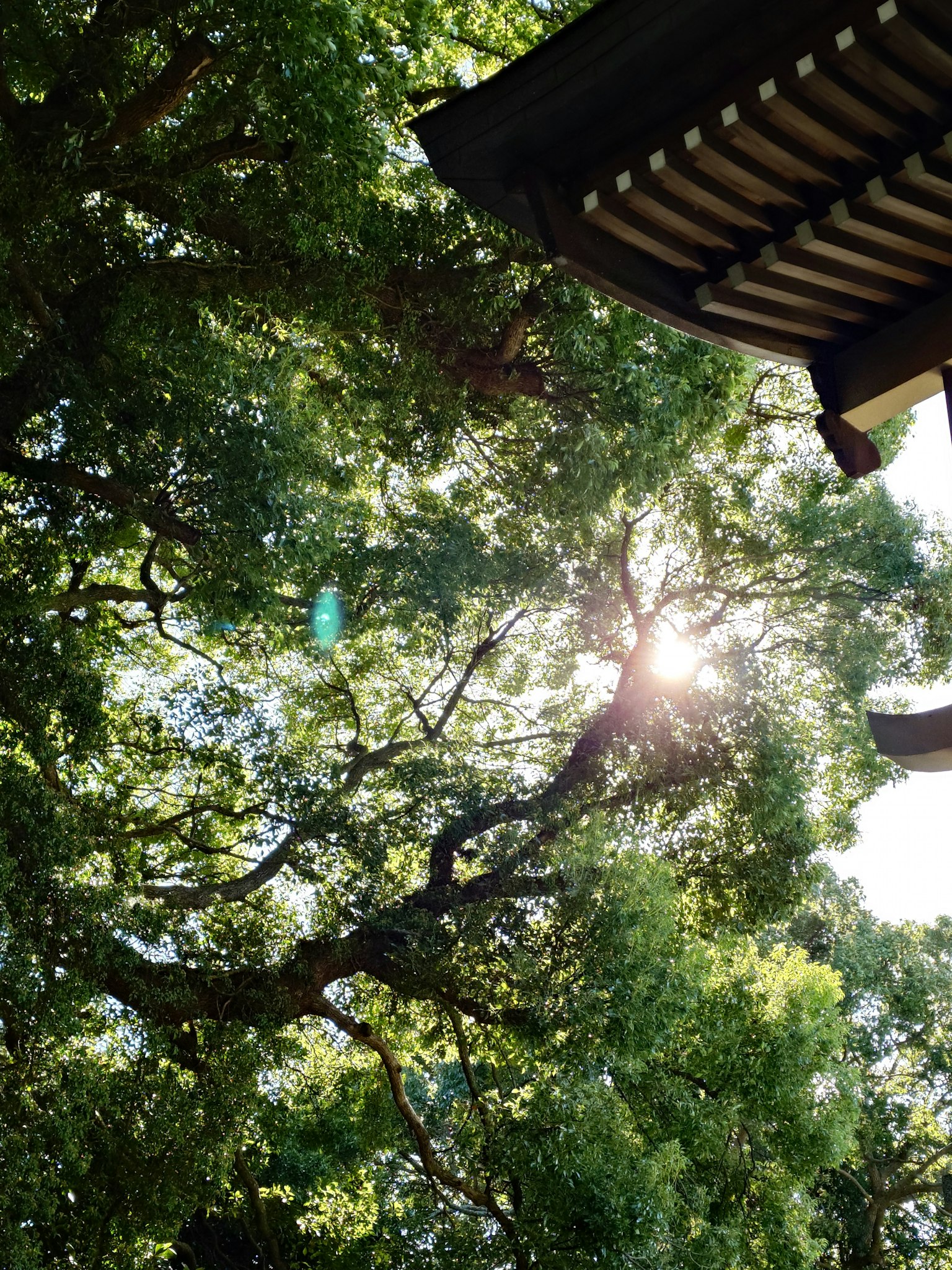 木々の間から差し込む太陽の光と伝統的な建物の屋根