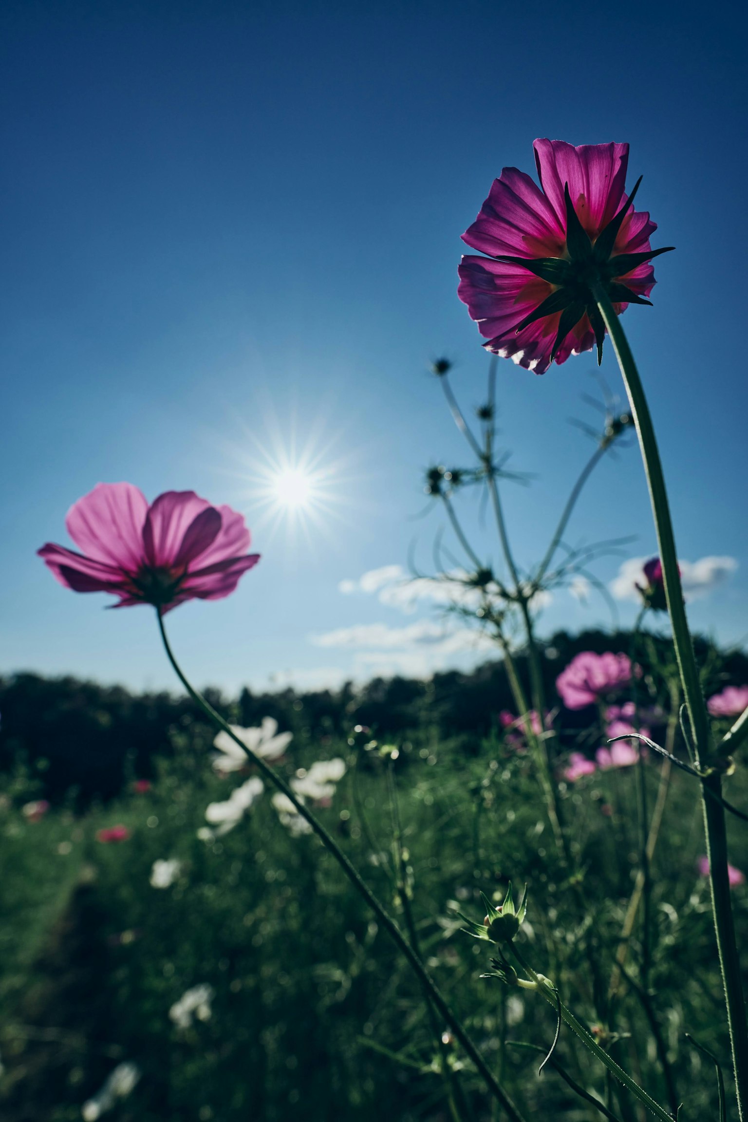 Flores de cosmos rosas bajo un cielo azul con el sol
