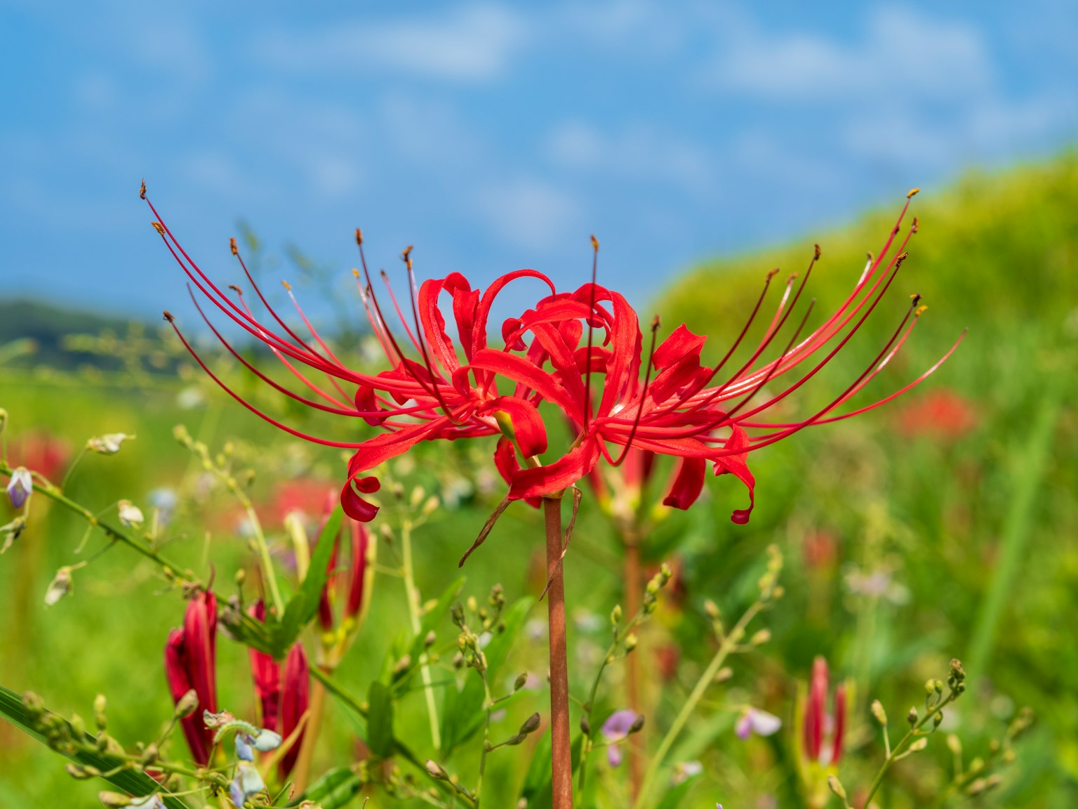 Lys araignée rouges fleurissant sous un ciel bleu