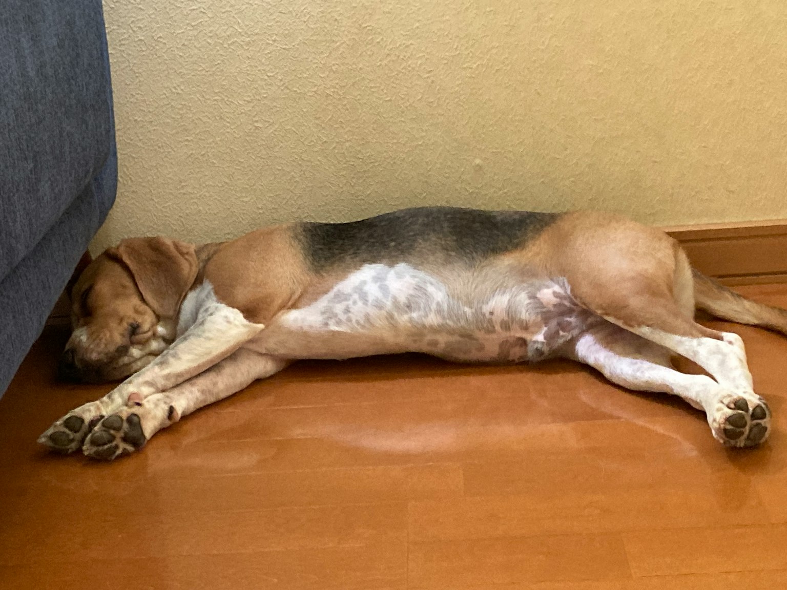 Seekor anjing beagle berbaring di lantai