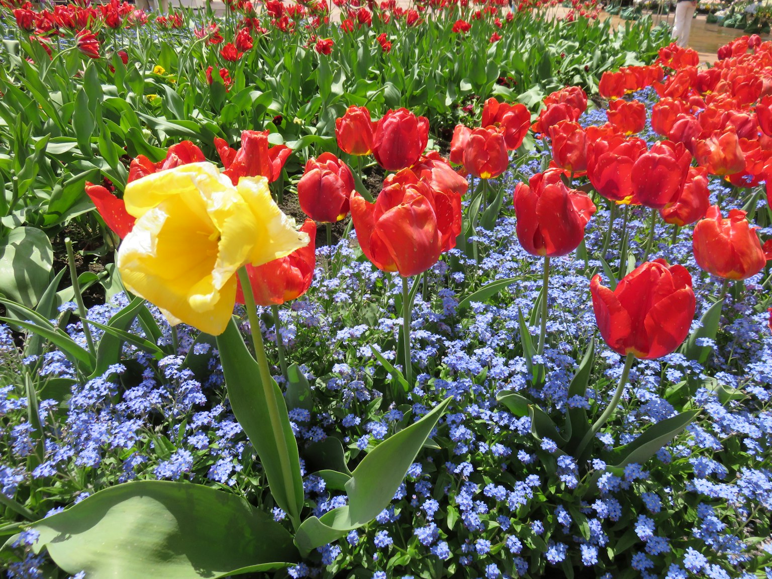 Immagine di un giardino fiorito con tulipani rossi e un tulipano giallo tra fiori blu