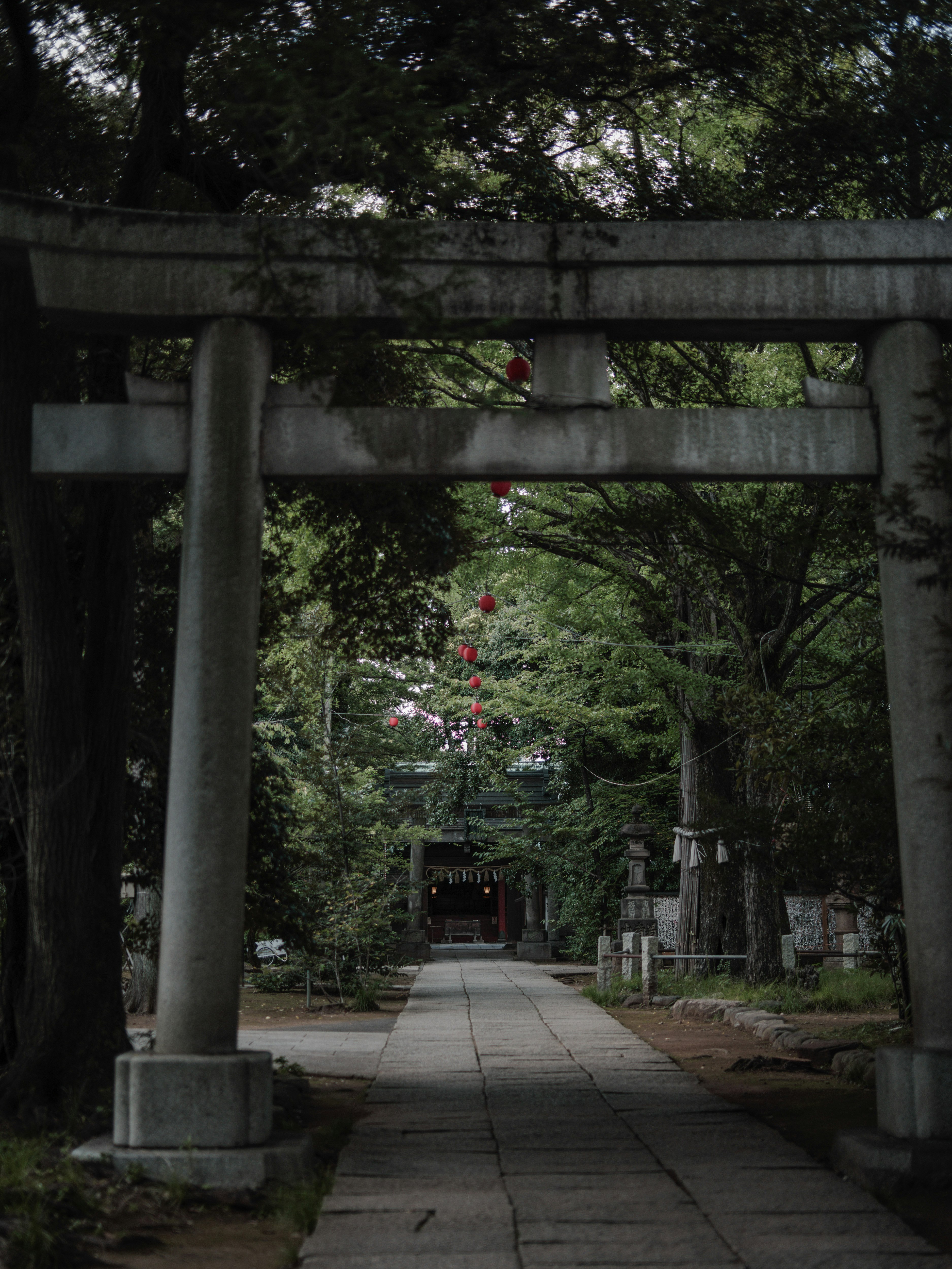 鳥居のある神社の参道にちょうちんが下がる画像