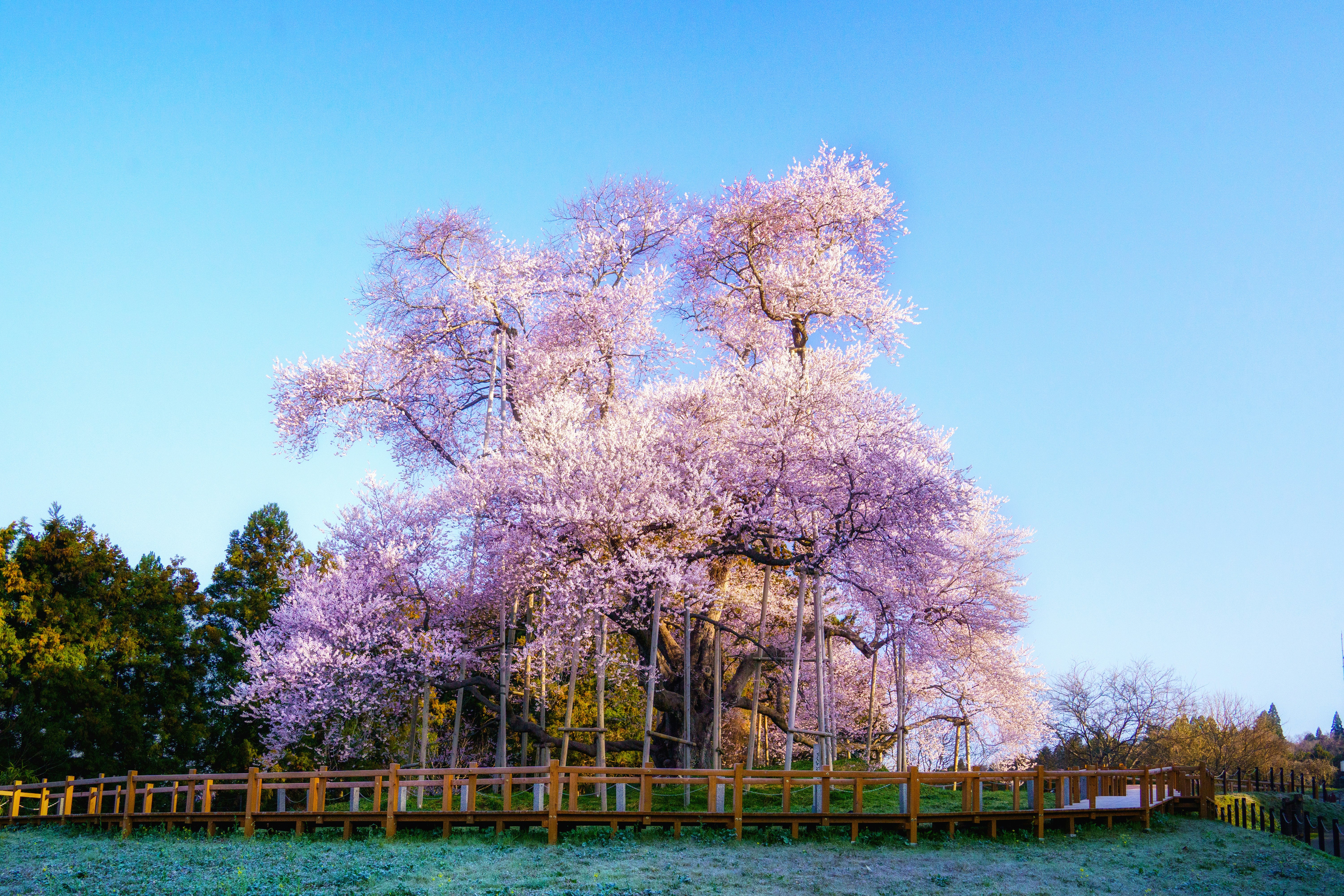 淡いピンクの桜が並木のように咲く芝生の風景