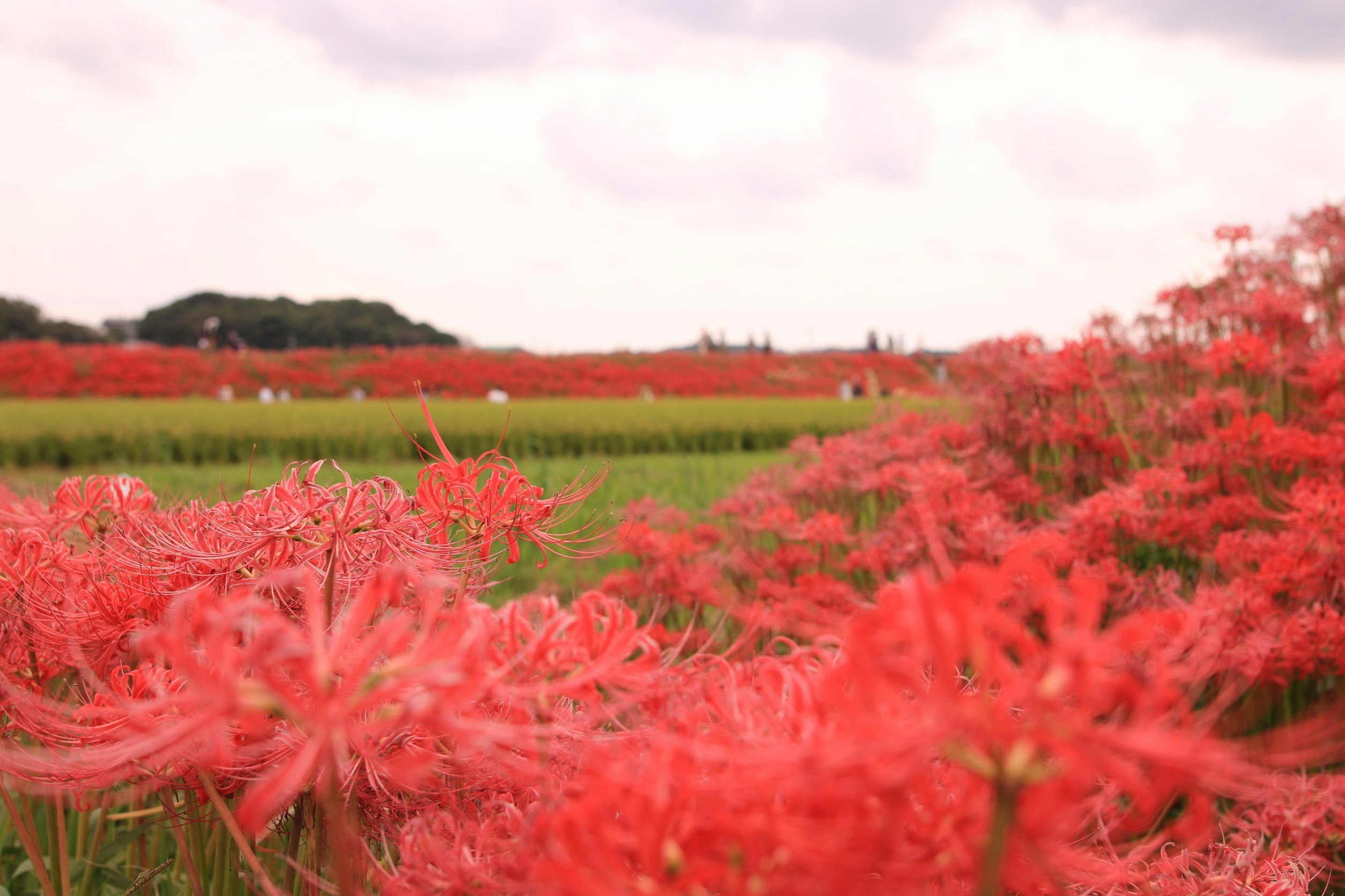 赤い彼岸花が咲く田園の風景