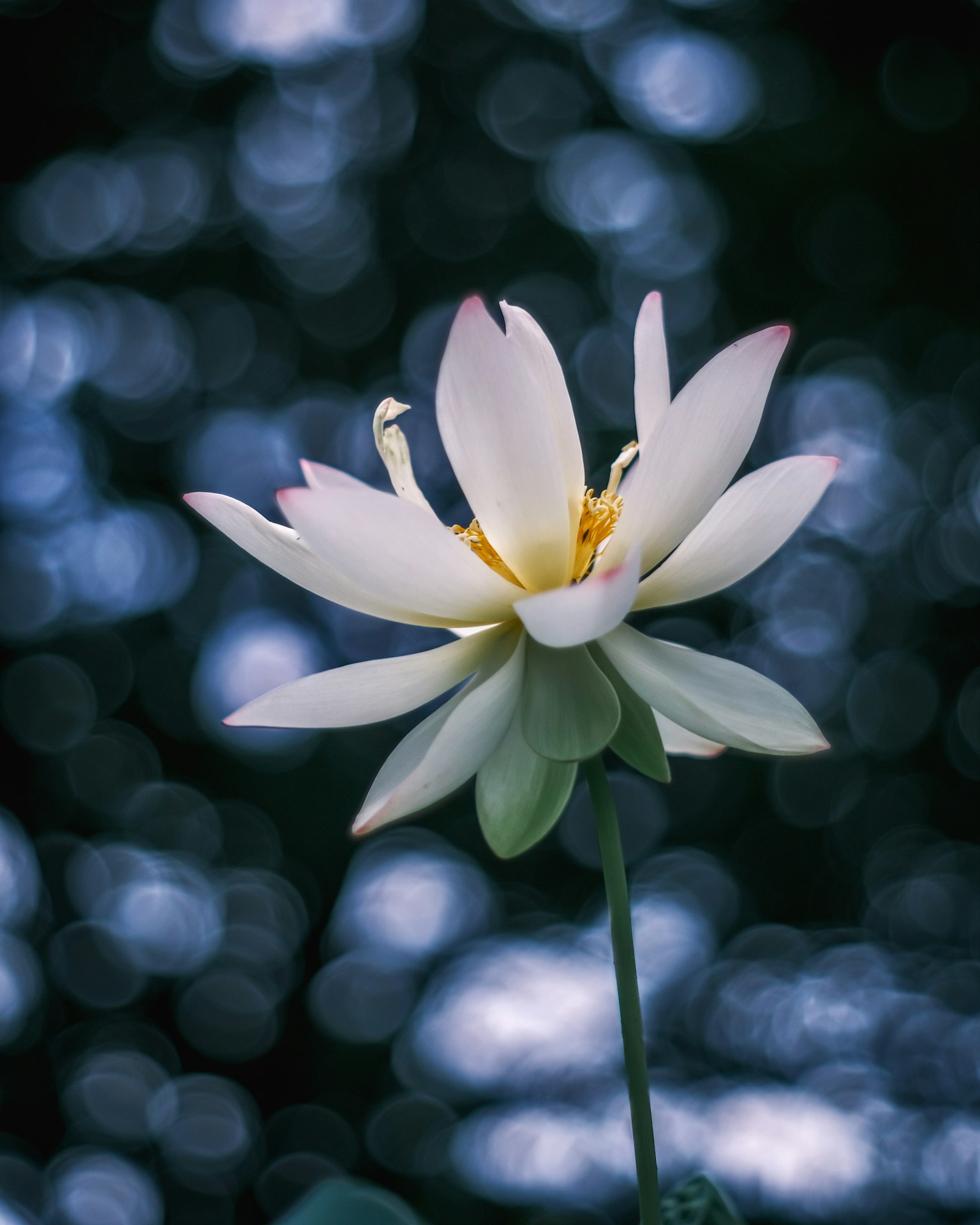 Một bông hoa sen trắng nở trên nền bokeh màu xanh