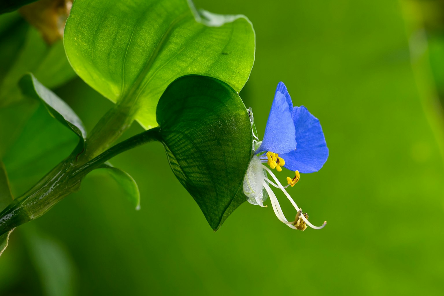 Close-up of a plant with a blue flower and green leaves