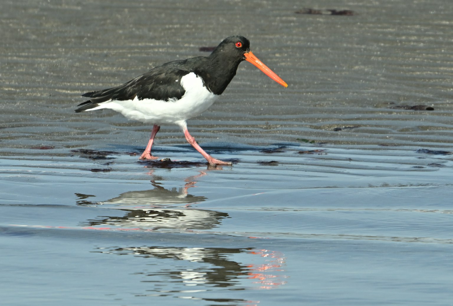 Image d'un huîtrier marchant le long de la côte