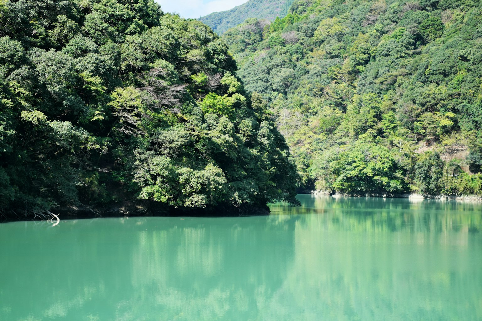 绿色湖泊与周围茂密森林的景色